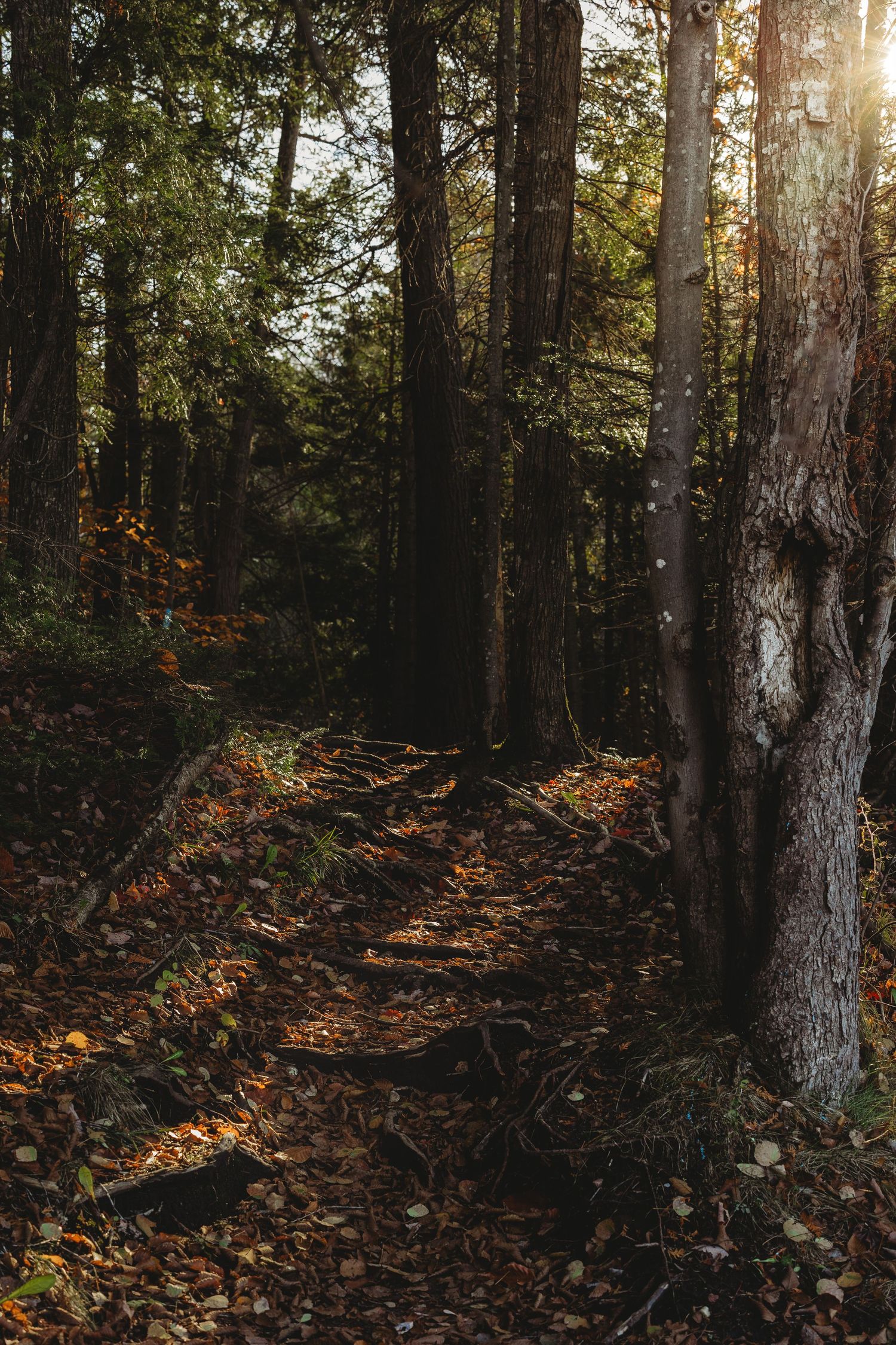 Sunlight filters through tall trees in an autumn forest with fallen leaves covering the ground.