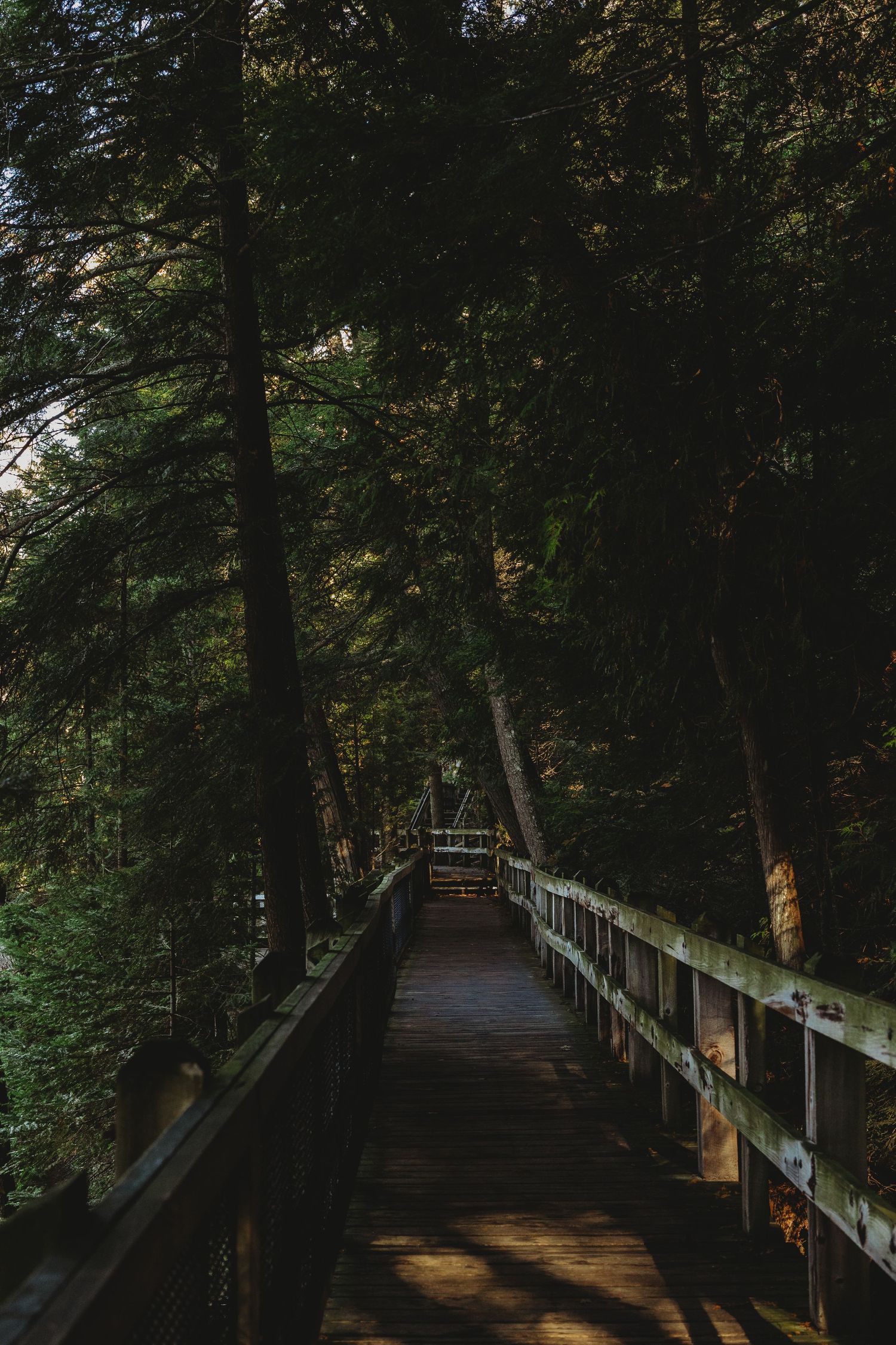 Wooden boardwalk path winding through a dense forest with sunlight filtering through trees.