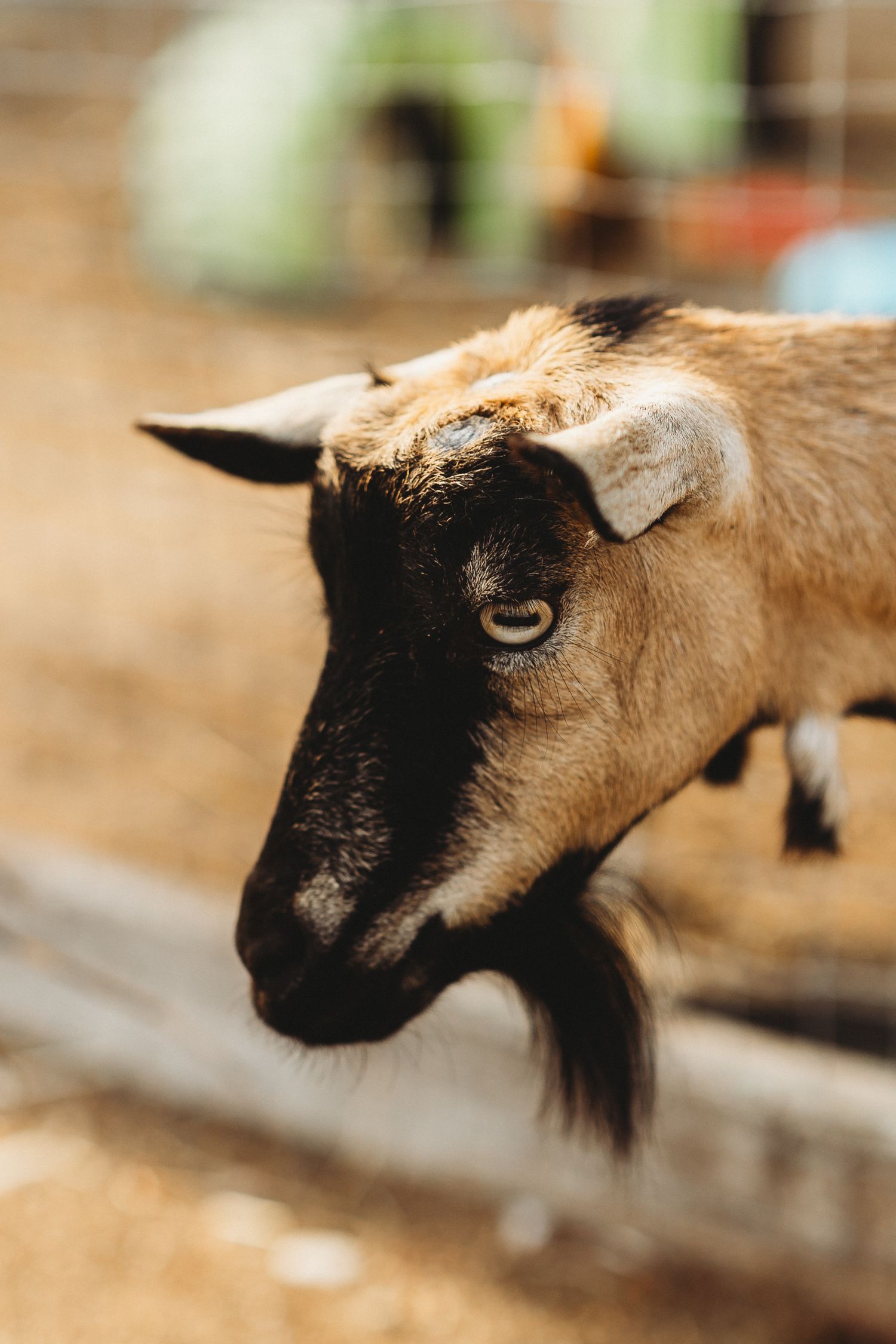 Close-up profile view of a brown and black goat's head showing distinctive facial features and alert expression.