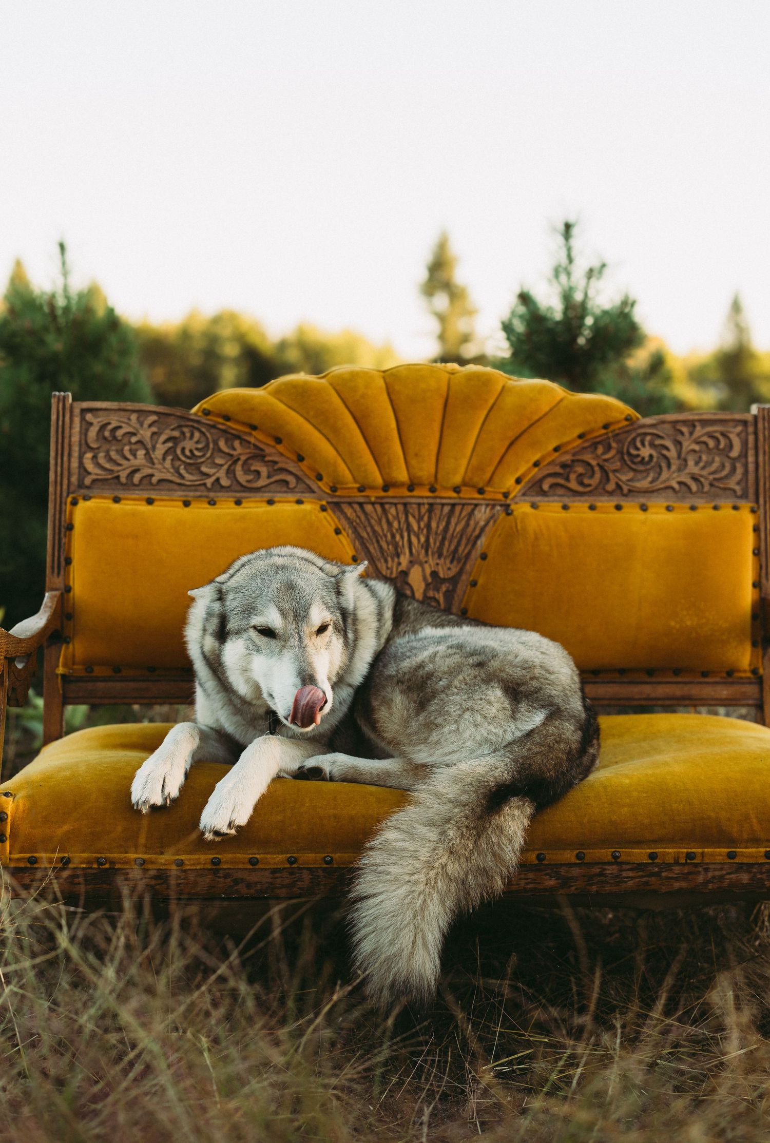 A gray wolf lounges comfortably on a vintage gold velvet couch in a natural outdoor setting.