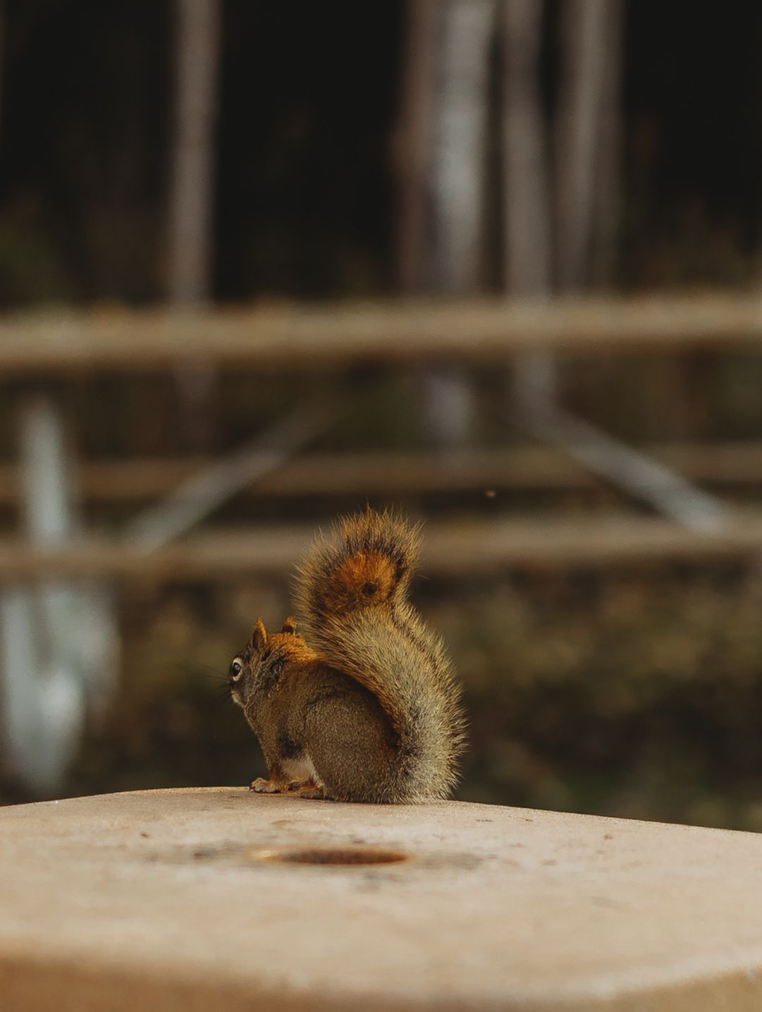 Small red squirrel resting on a light-colored surface in a natural setting.