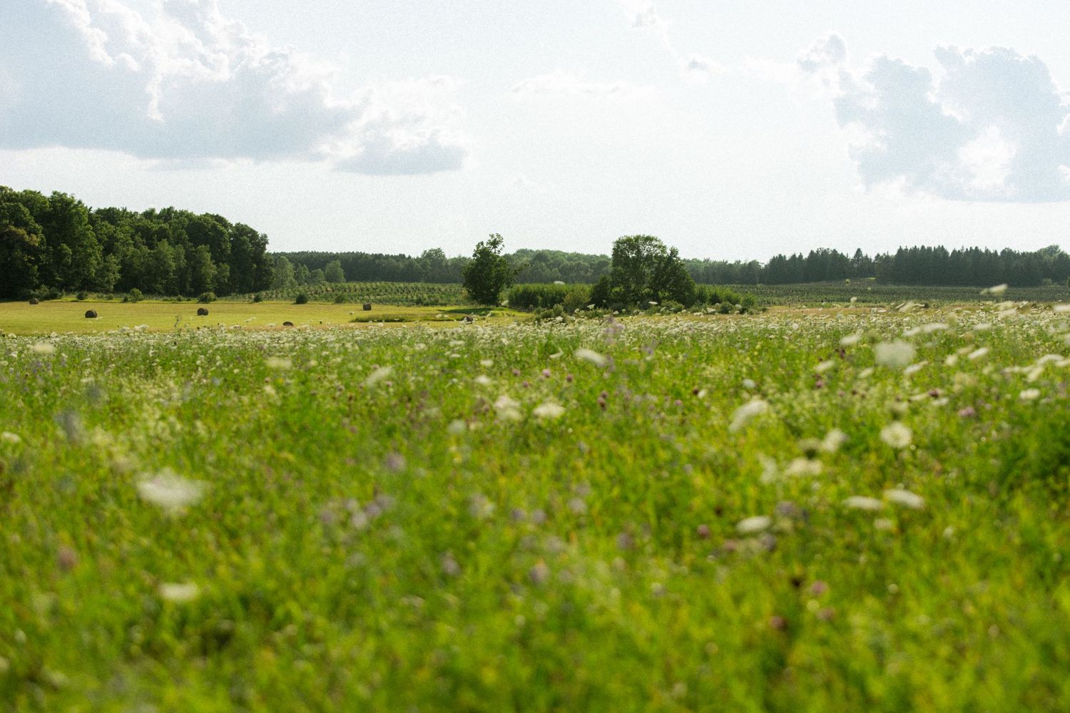 Rolling green meadow stretches to the horizon under a cloudy summer sky with wildflowers dotting the landscape.