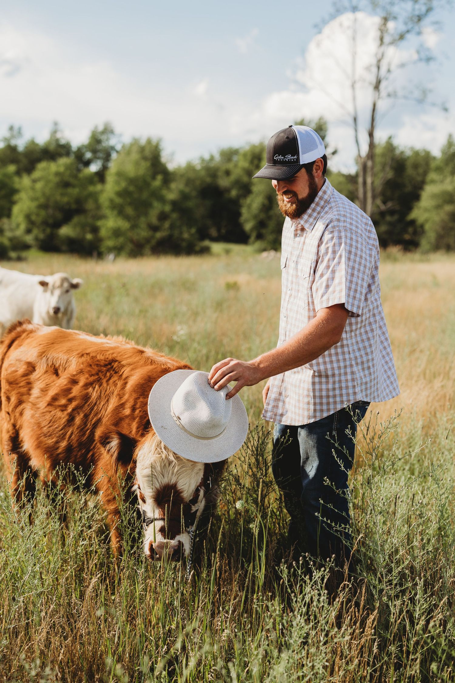 Person in plaid shirt and baseball cap walks through tall grass with Highland cattle grazing in a summer field.