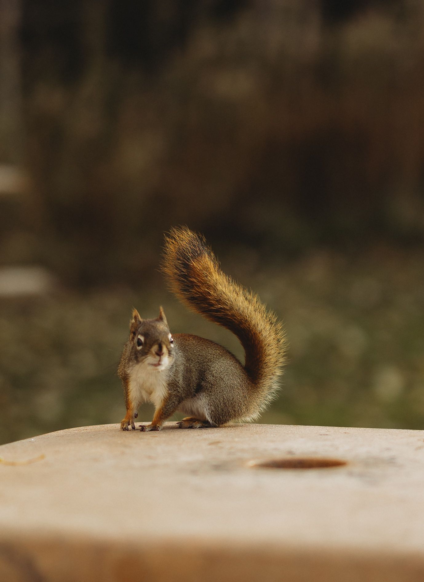 Red squirrel exploring a light colored surface with its fluffy tail raised.