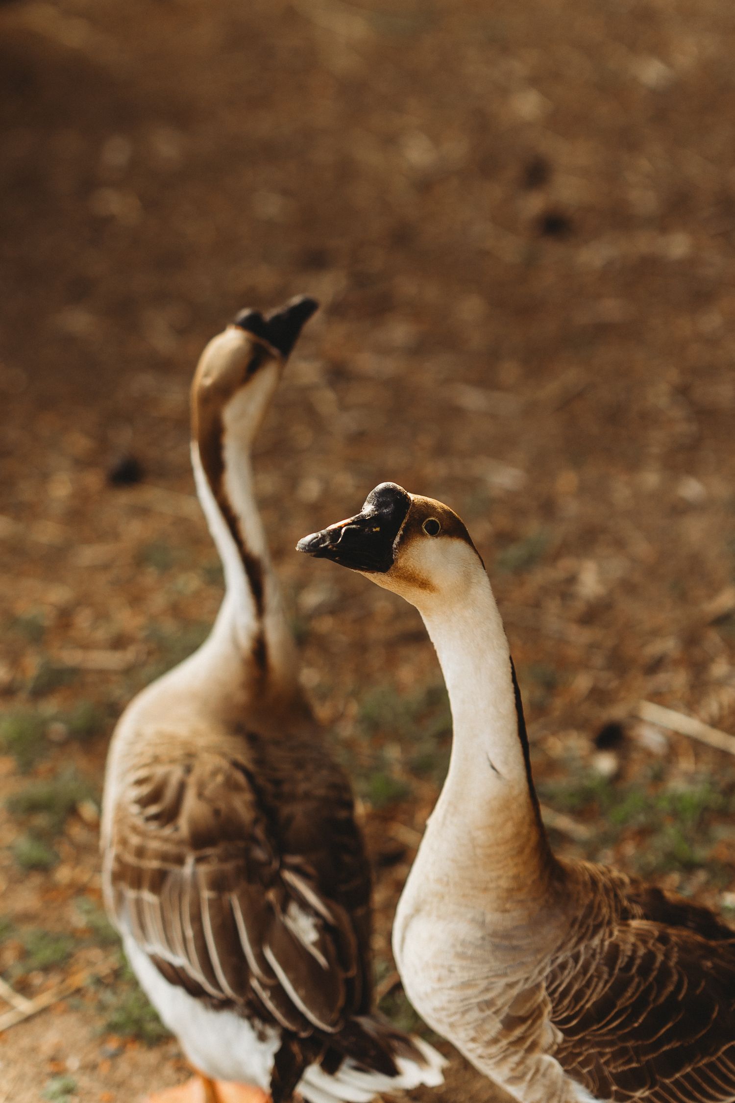 A row of brown and white crested doves perched on the ground in a natural setting.