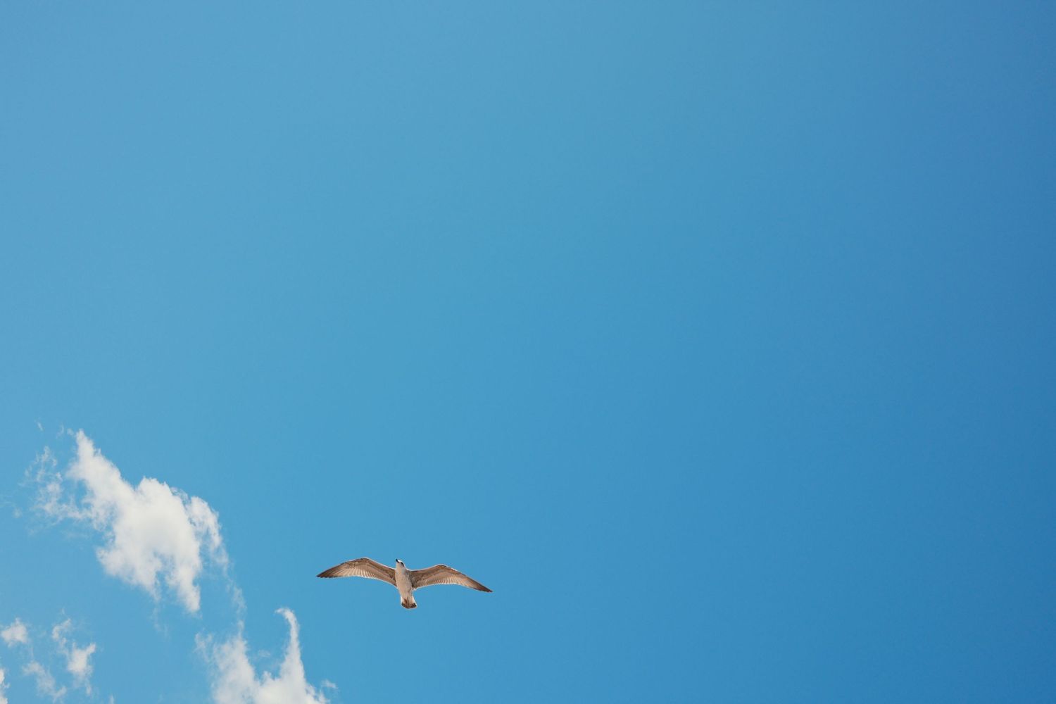 A seagull soaring gracefully through a clear blue sky with a small white cloud in the background.
