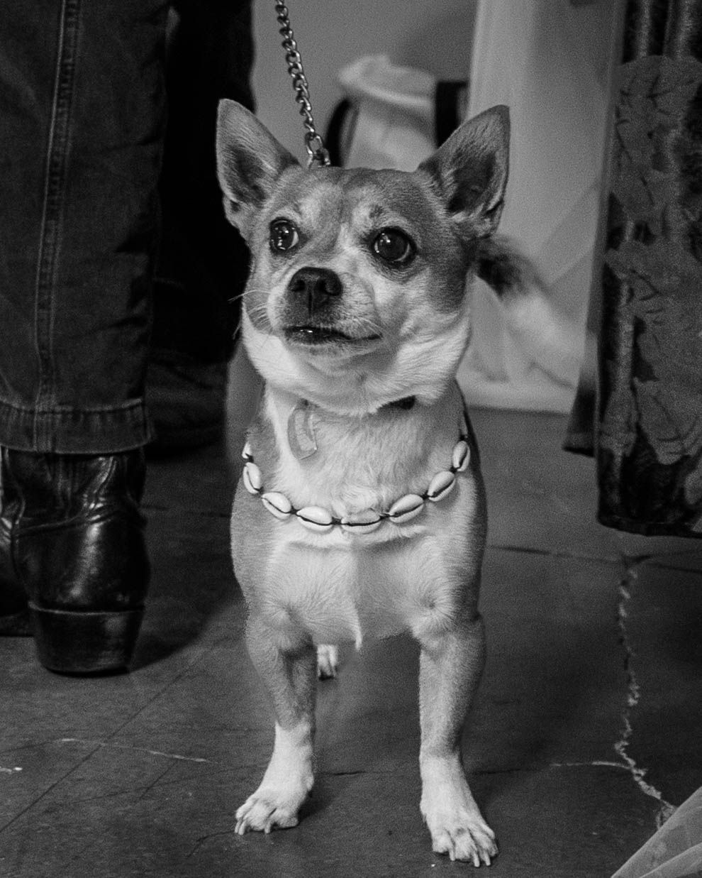 Black and white portrait of a smiling Chihuahua dog wearing a chain collar.
