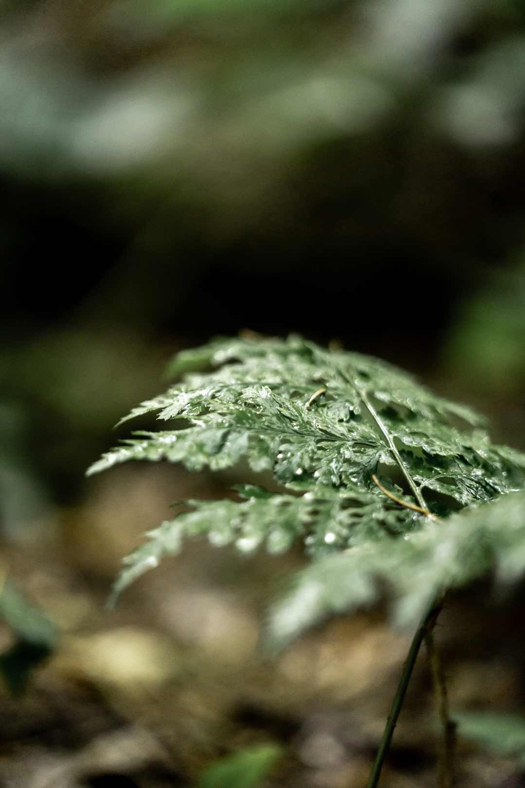 Ein Farn im Wald mit Regentropfen