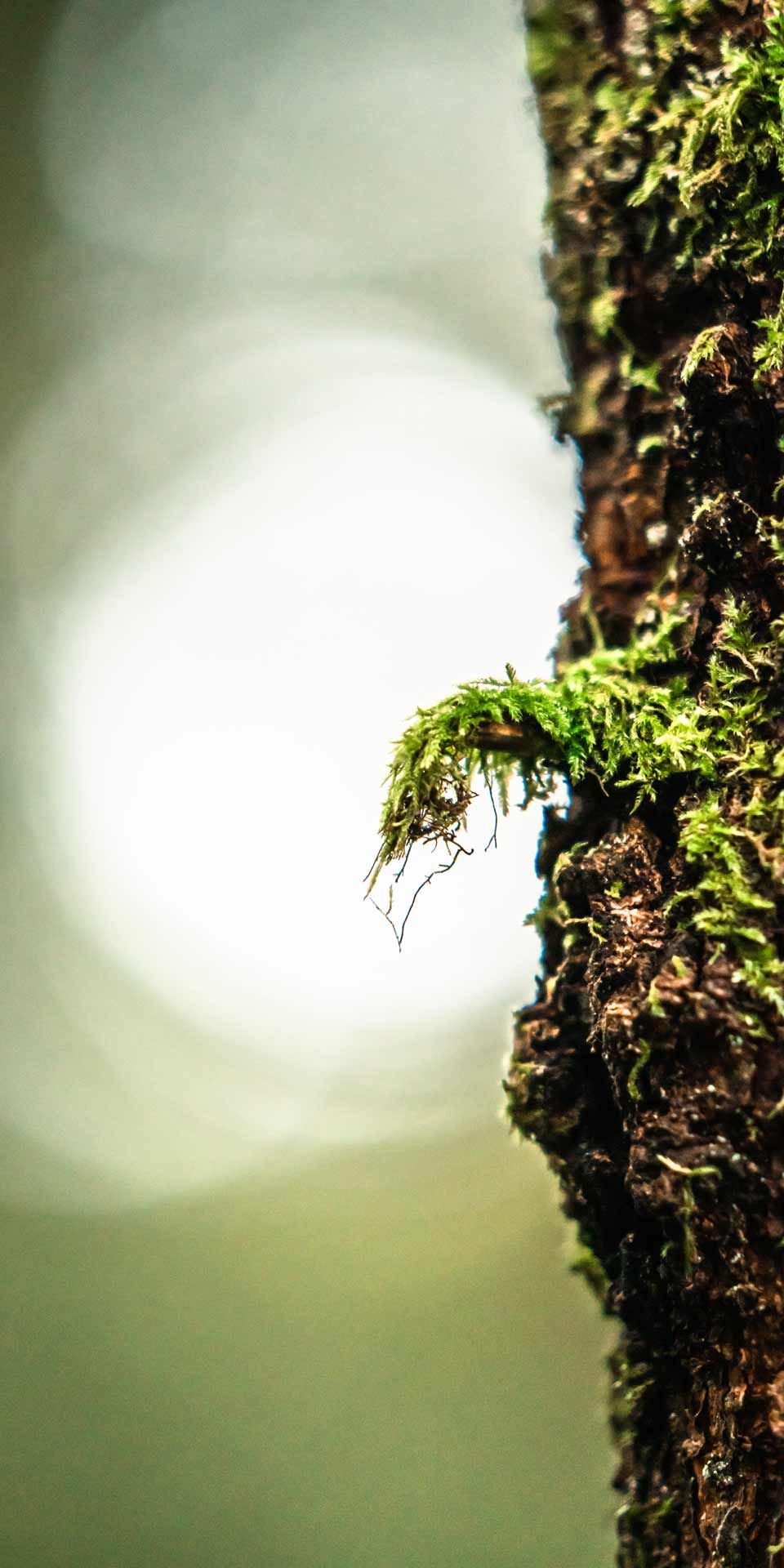 Moodfotografie: kleines Moosstück am Baum