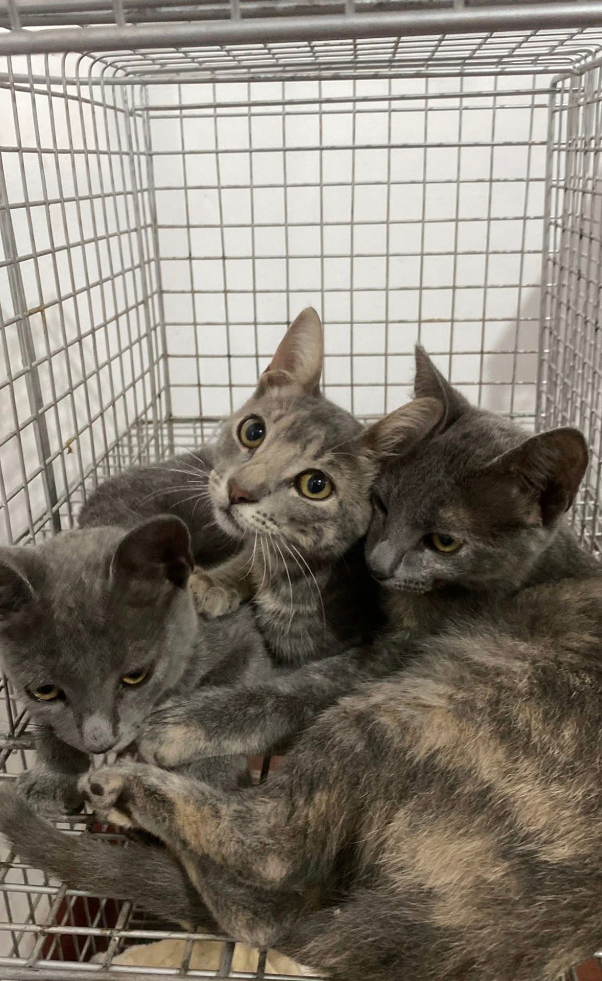 gatitossss