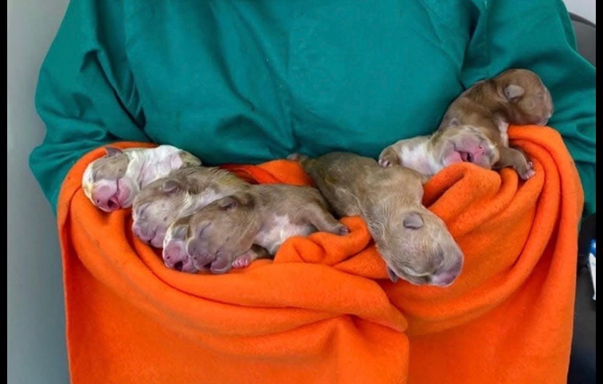pequeños