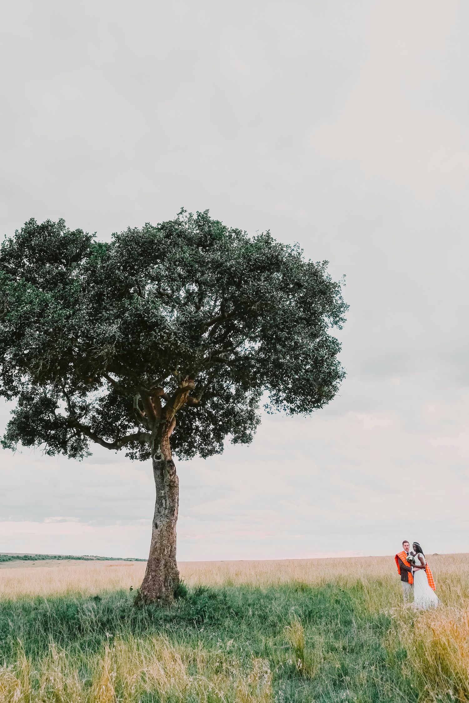 A couple stands beneath a lone olive tree in a green field against an overcast sky, creating a romantic silhouette.