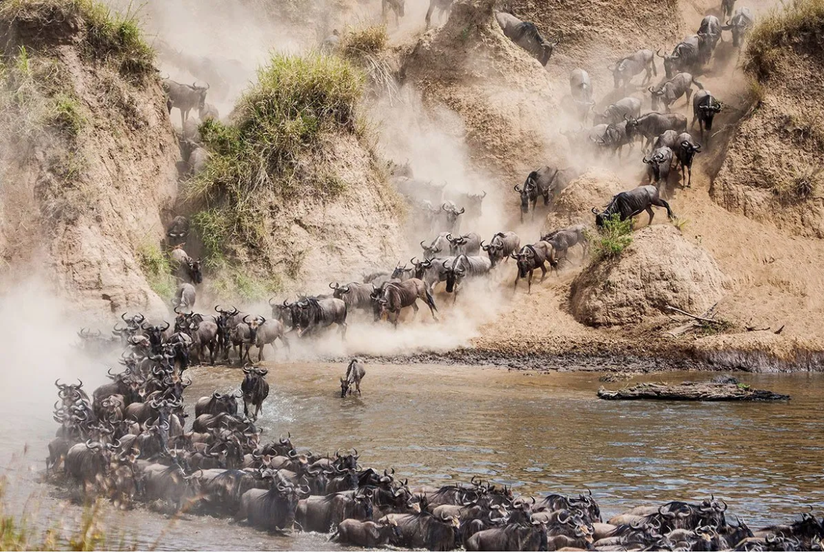 Herd of wildebeest crossing a river during the great migration in Africa, creating dramatic splashes in the water.