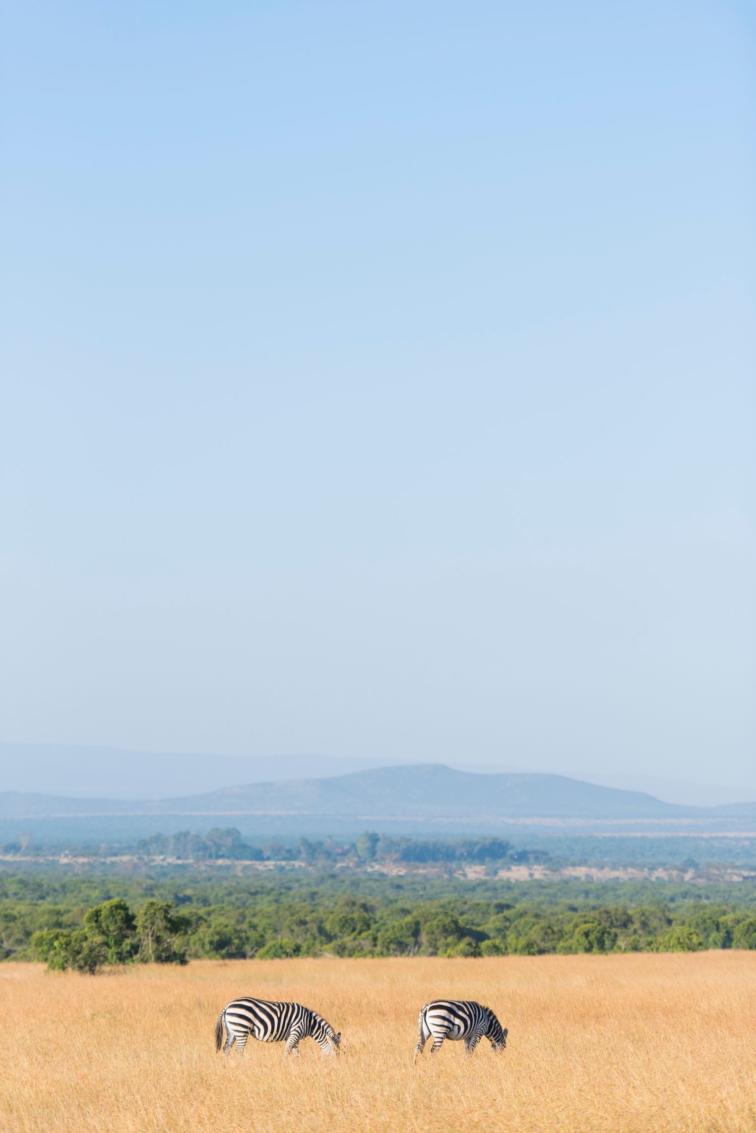 Two zebras grazing in tall golden savanna grass with distant mountains and blue sky in the background.