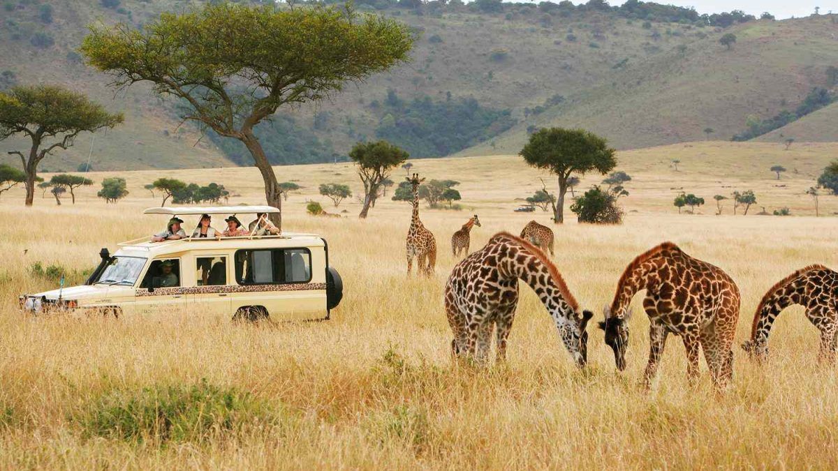 Safari vehicle parked near grazing giraffes in the golden grasslands of an African savanna with acacia trees.