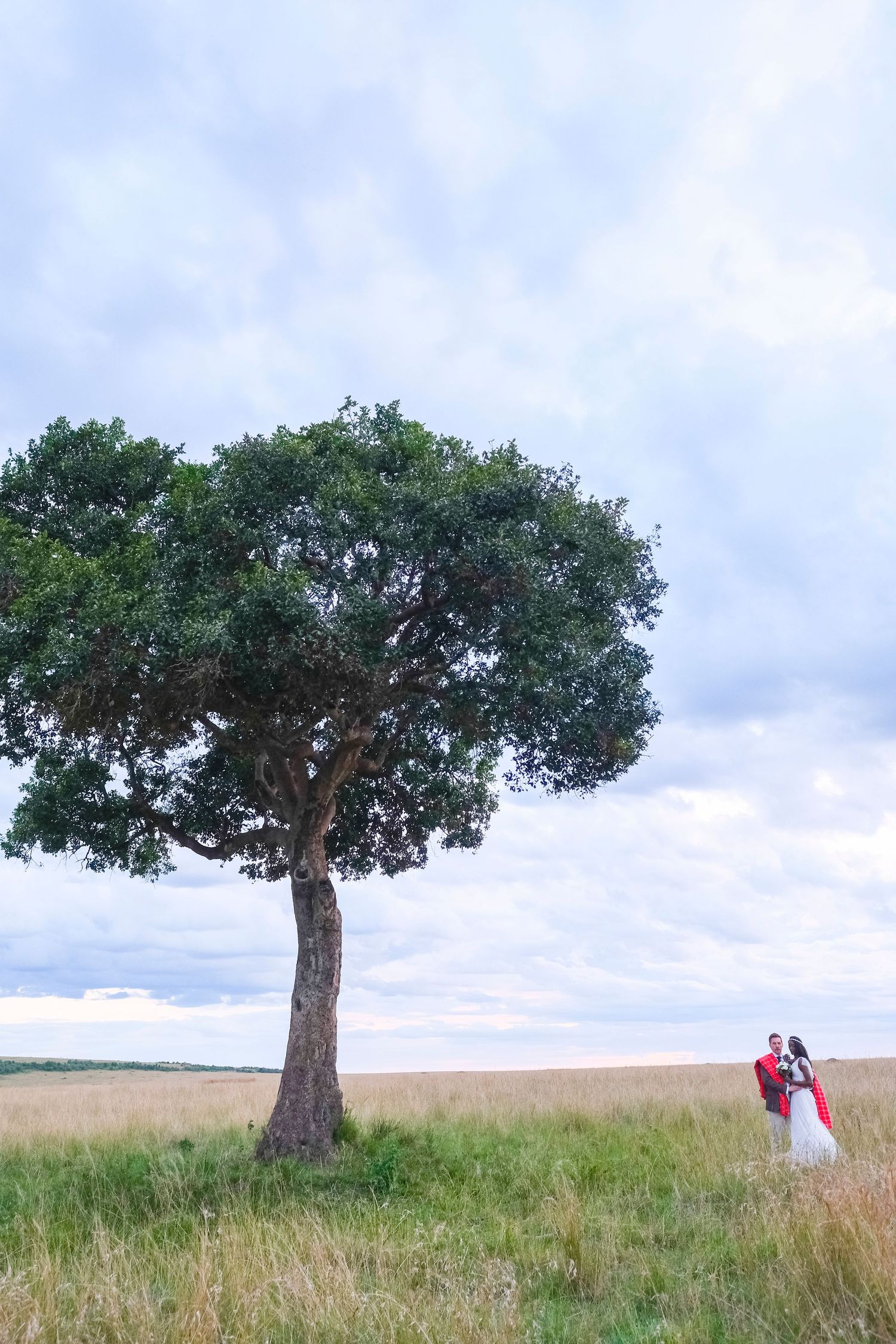 A lone oak tree stands majestically on a grassy hilltop against a cloudy sky, with two people observing in the distance.