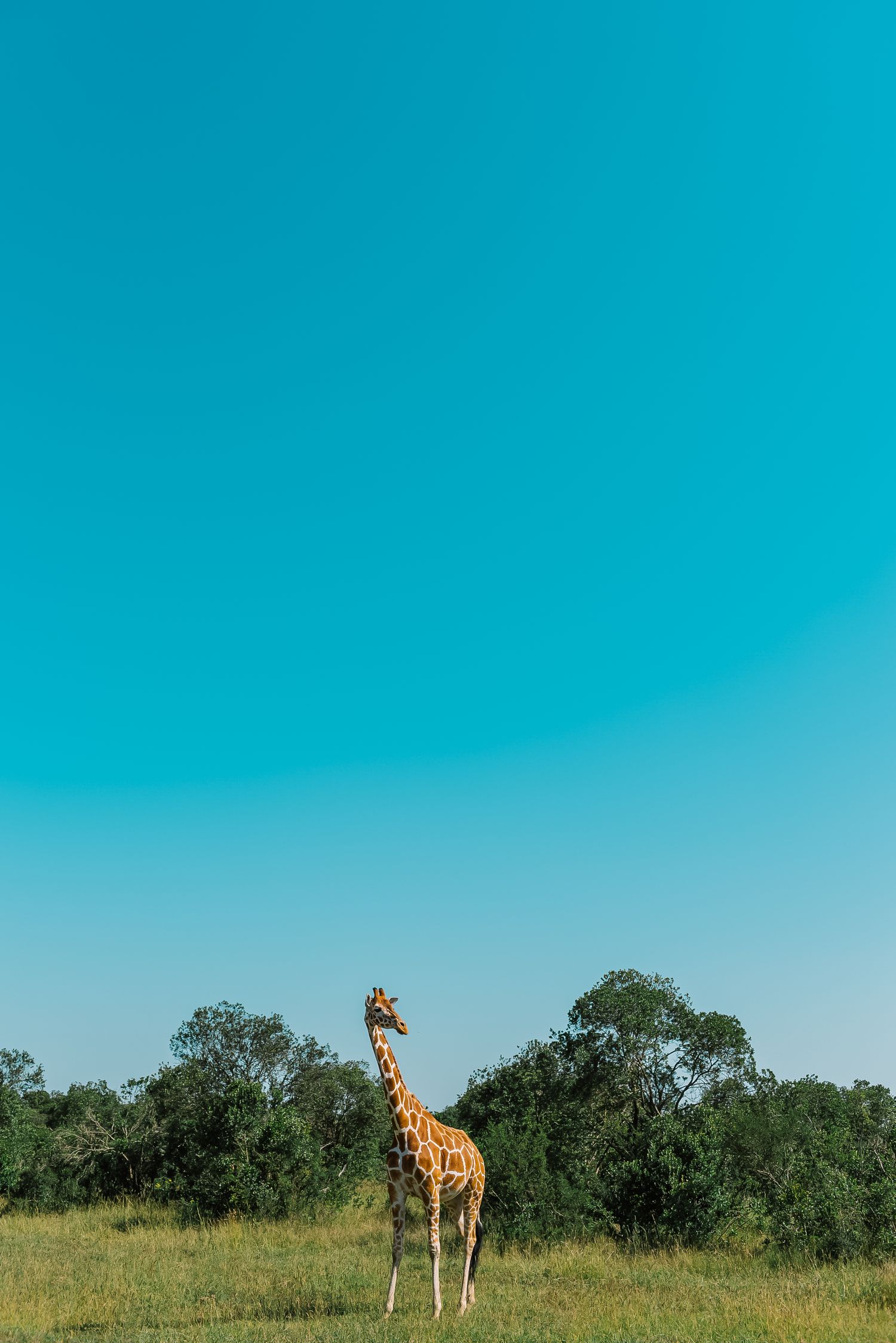 A lone giraffe stands in a grassy savanna landscape against a vibrant turquoise sky.