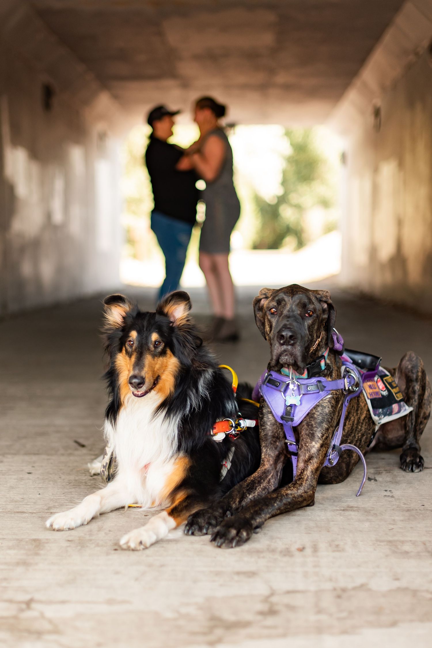 Two dogs wearing service vests rest in tunnel while couple stands in background.