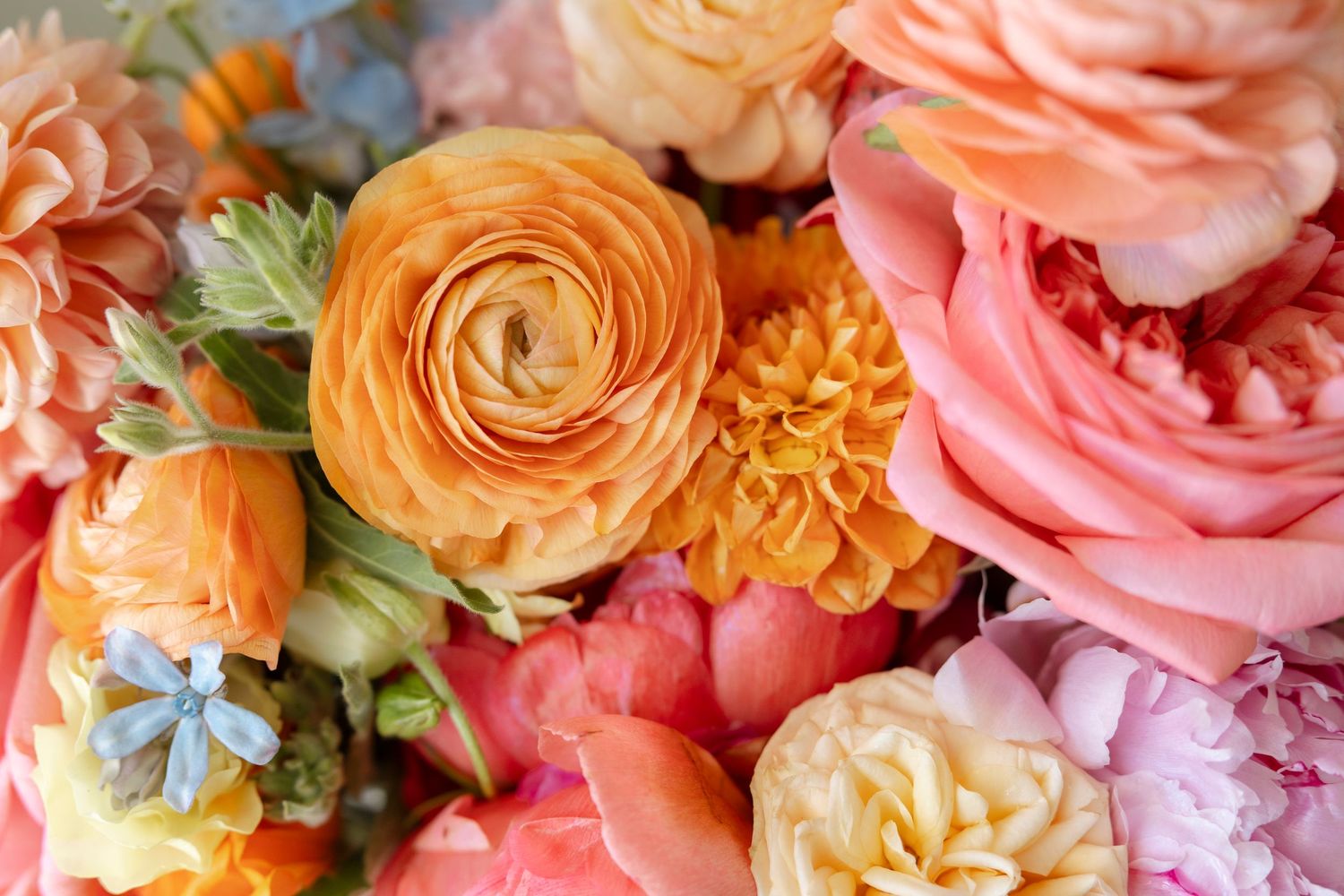 Fresh coral and peach-colored garden roses and ranunculus arranged in a lush floral display.