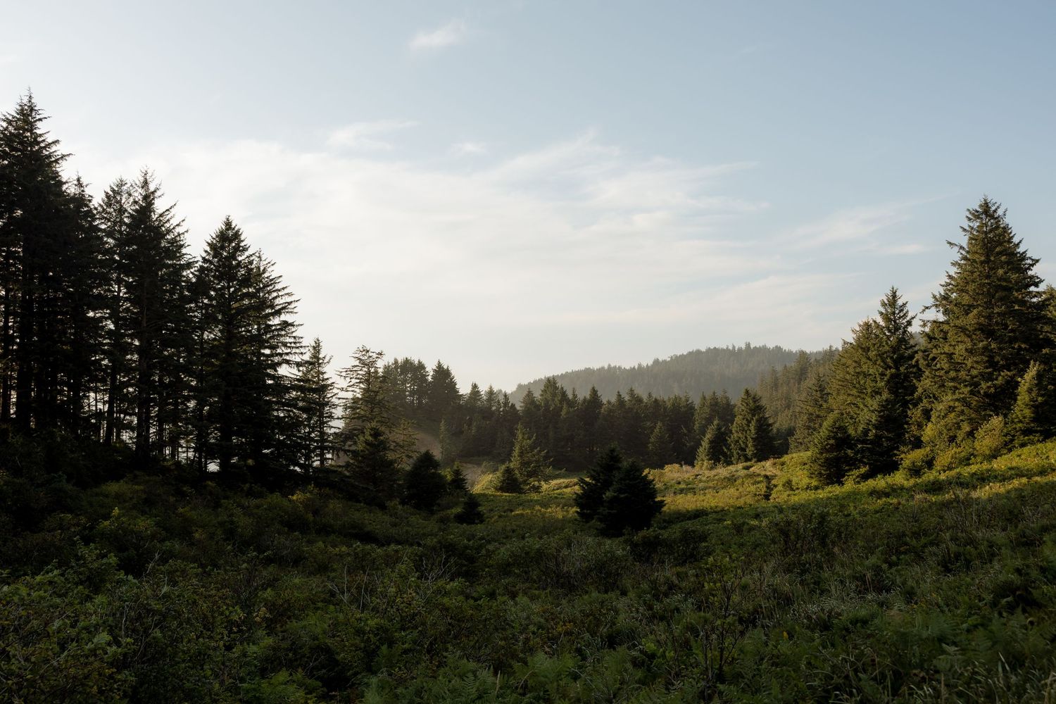 Sunlit forest meadow surrounded by tall evergreen trees under a bright sky.