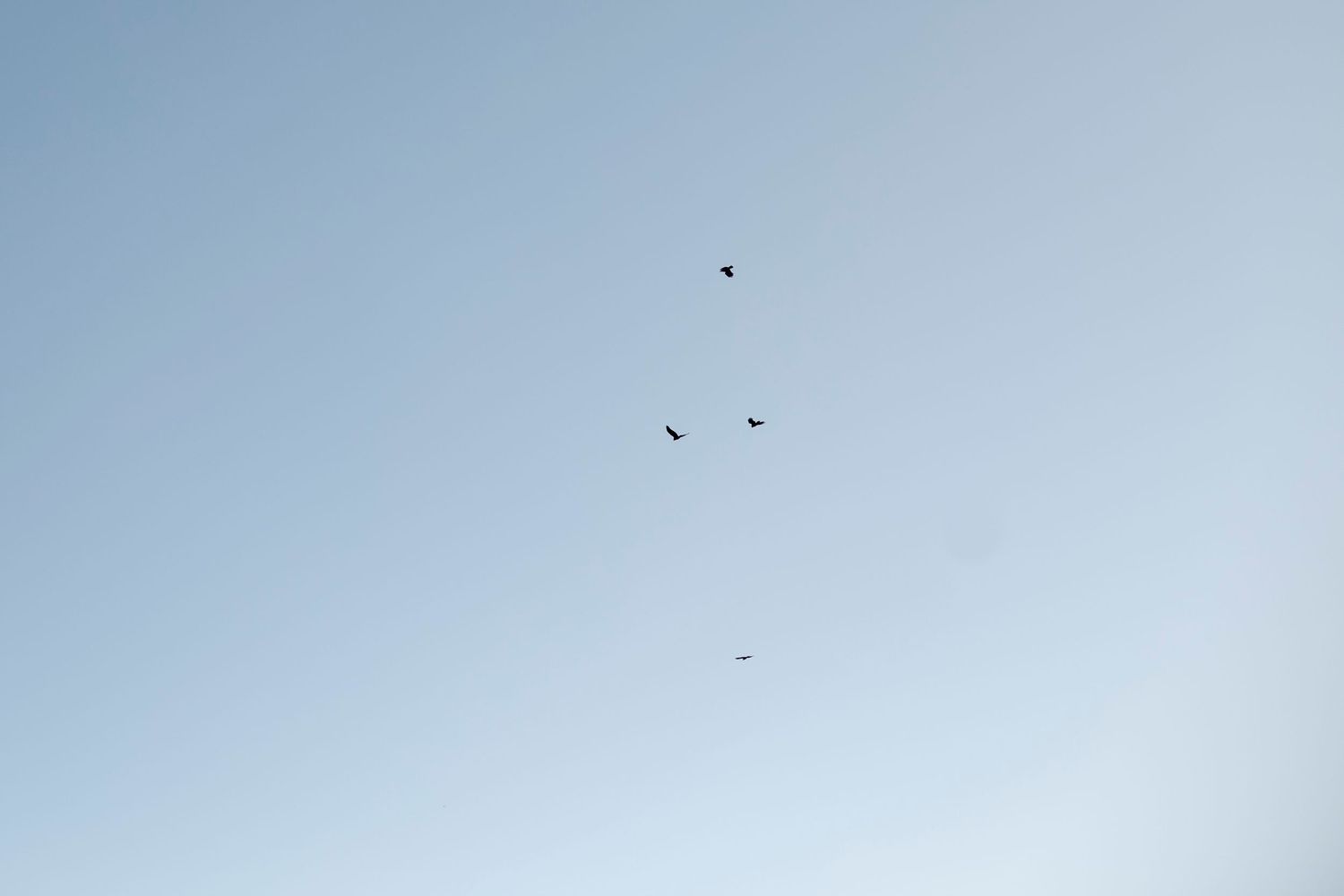 Small dark specks of birds flying in a bright clear blue sky.