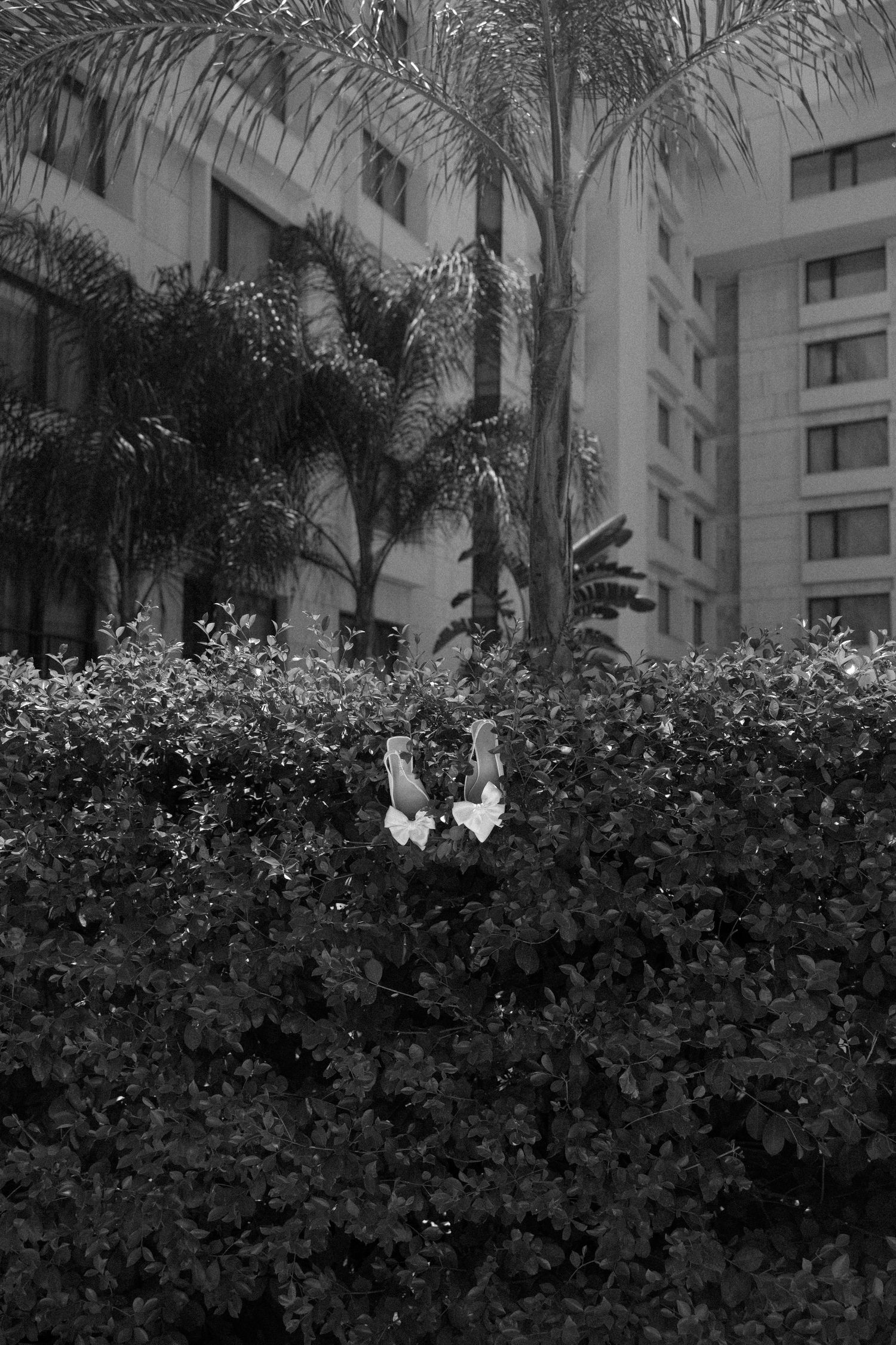 Black and white architectural photo of palm trees and bushes outside luxury hotel.