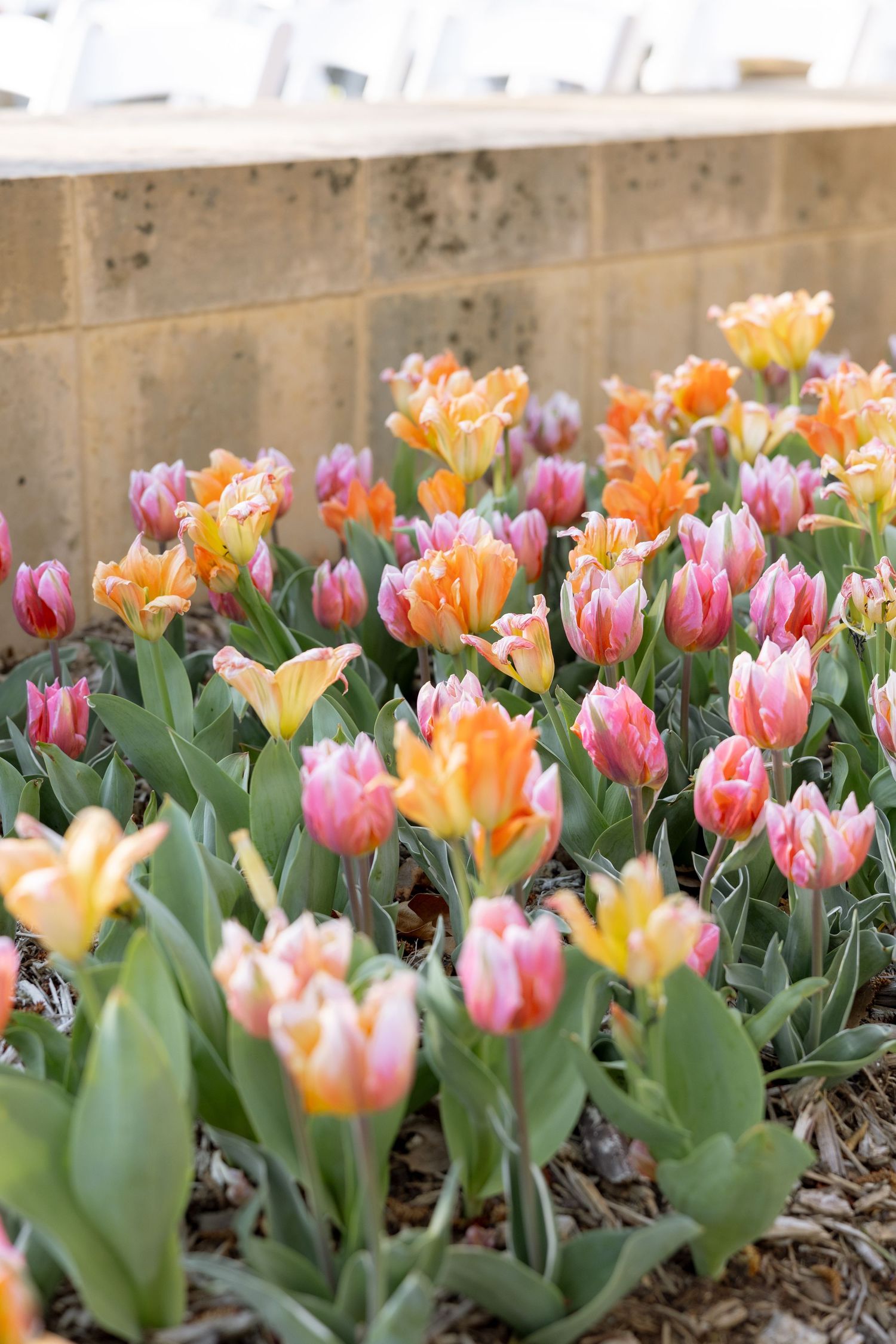 Colorful pink and orange tulips blooming in garden bed against stone wall in spring sunlight.