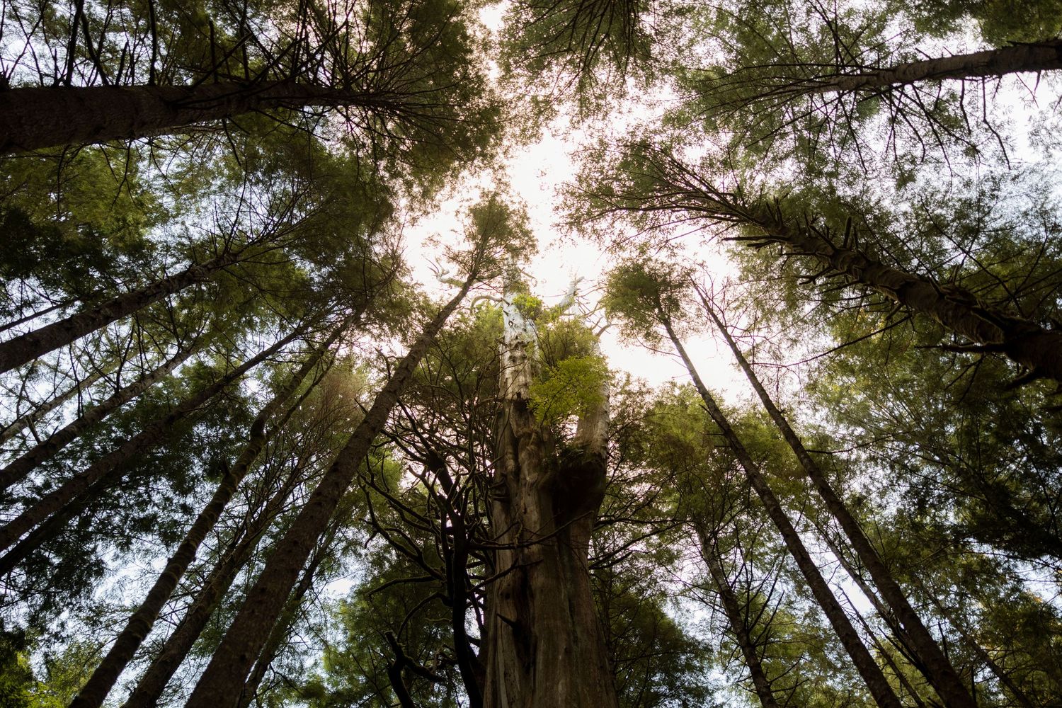 Looking up at tall evergreen trees converging towards the sky with sunlight filtering through.