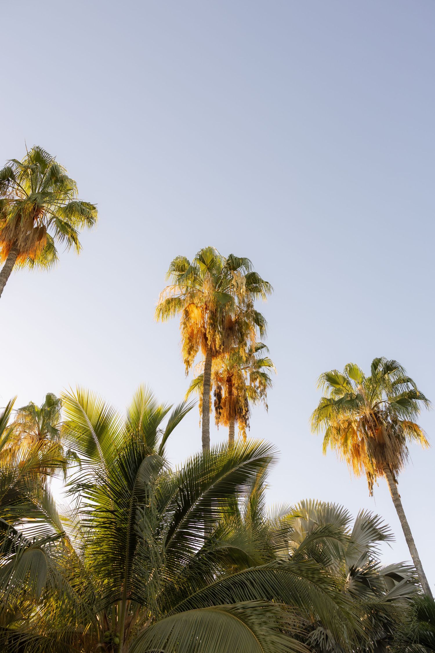 Tall tropical palm trees lit by golden sunlight against a clear blue sky at dusk.