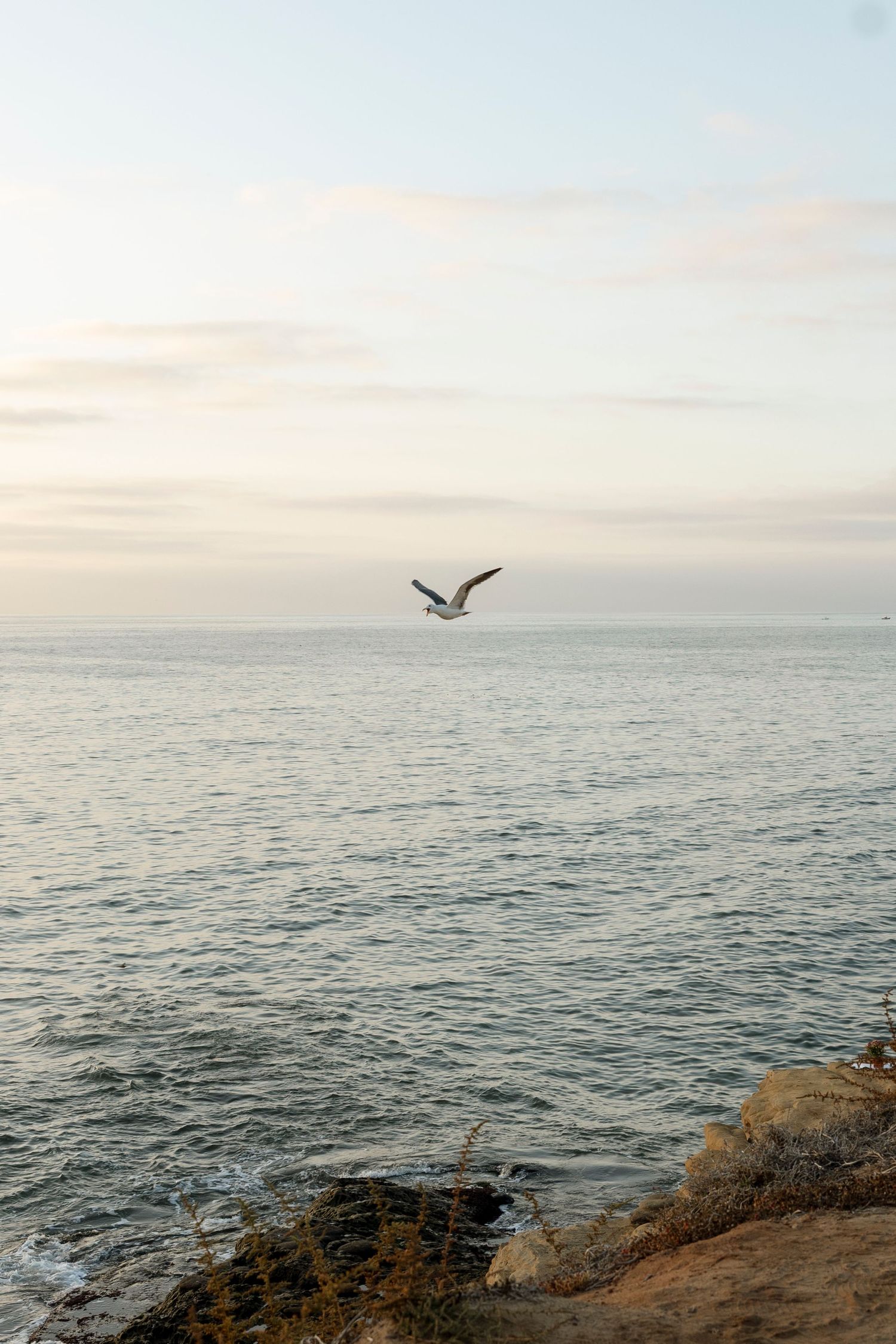 A seabird soars over the calm ocean waters against a soft cloudy sky.