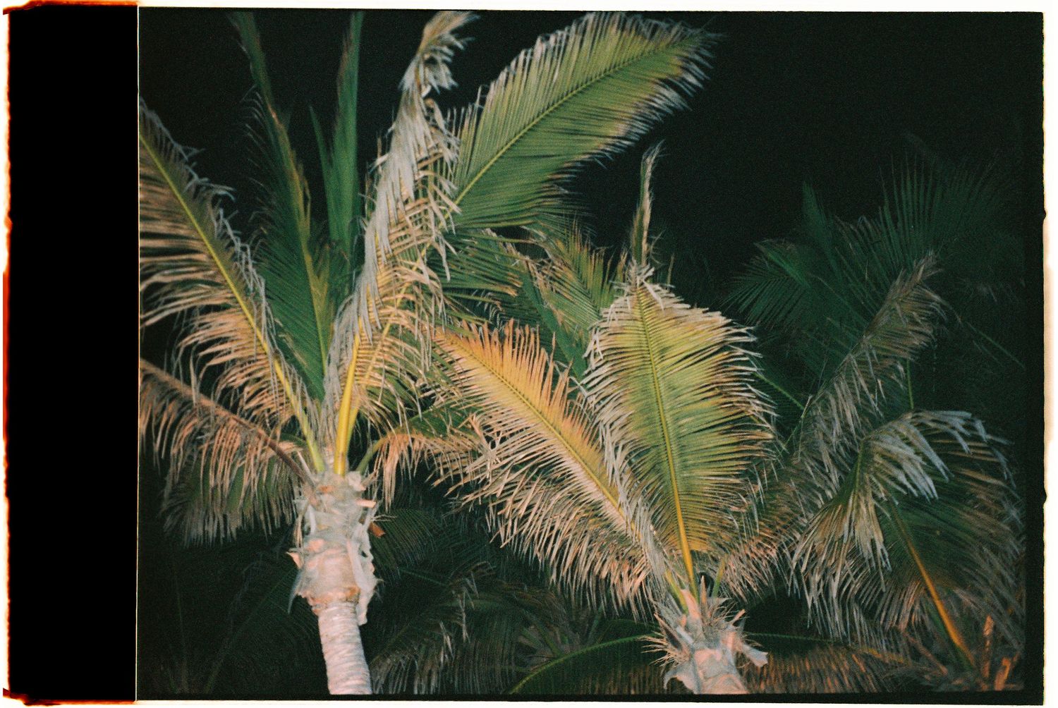 Night photo of tropical palm trees with illuminated green and yellow fronds against a dark sky.