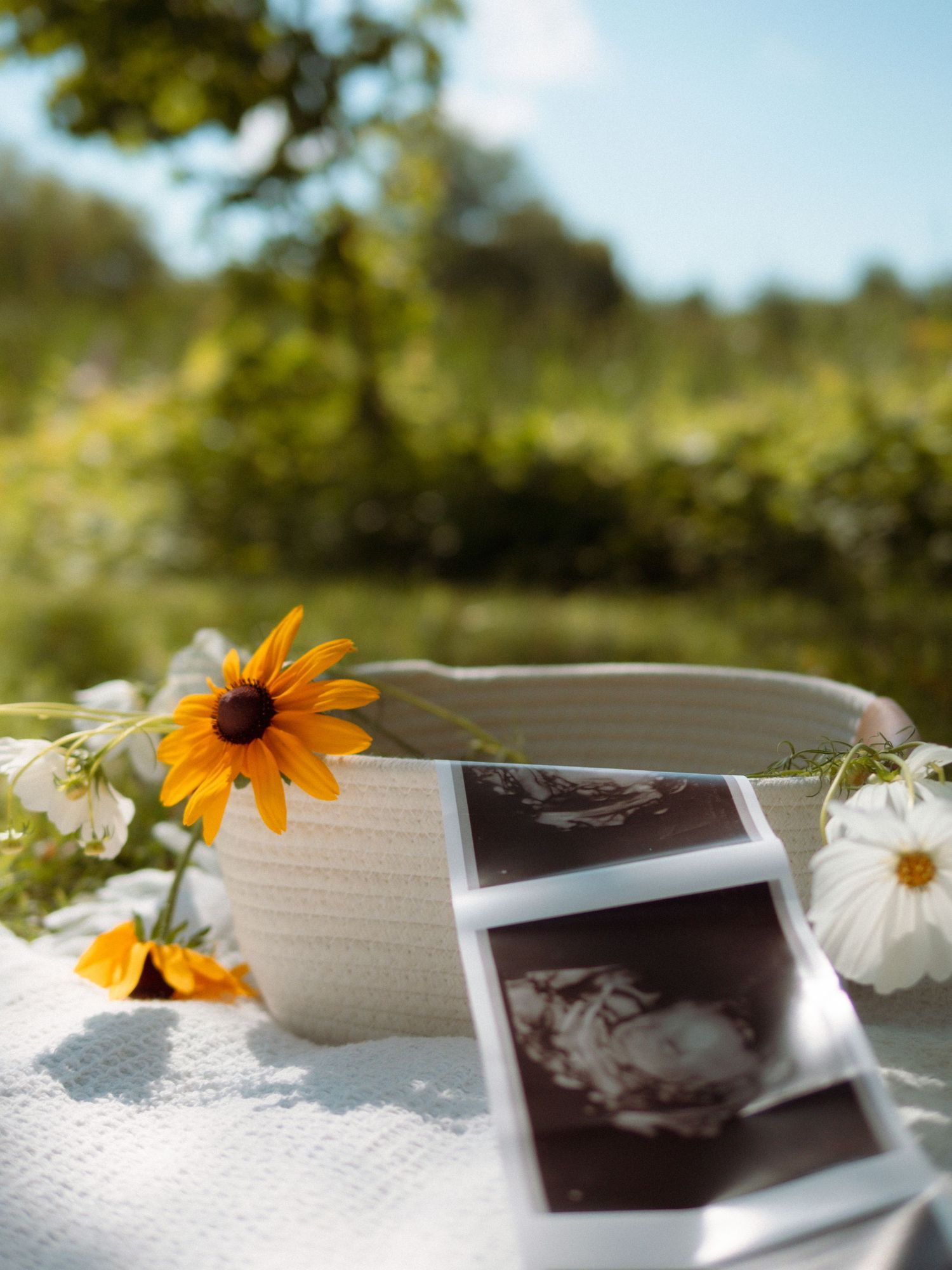 Ultrasound photos displayed with yellow and white flowers in sunny outdoor garden setting.
