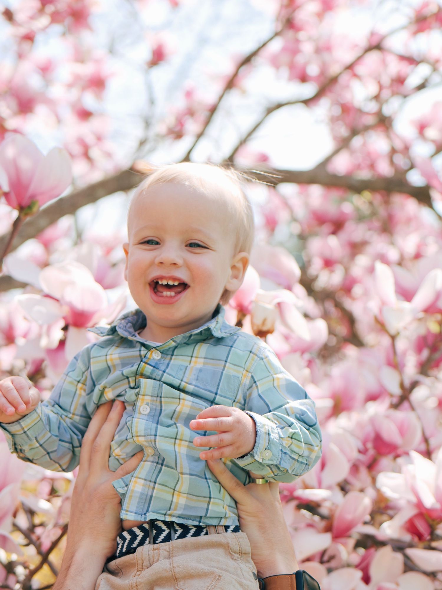 Happy baby boy laughing while being held up near blooming pink magnolia tree in spring.