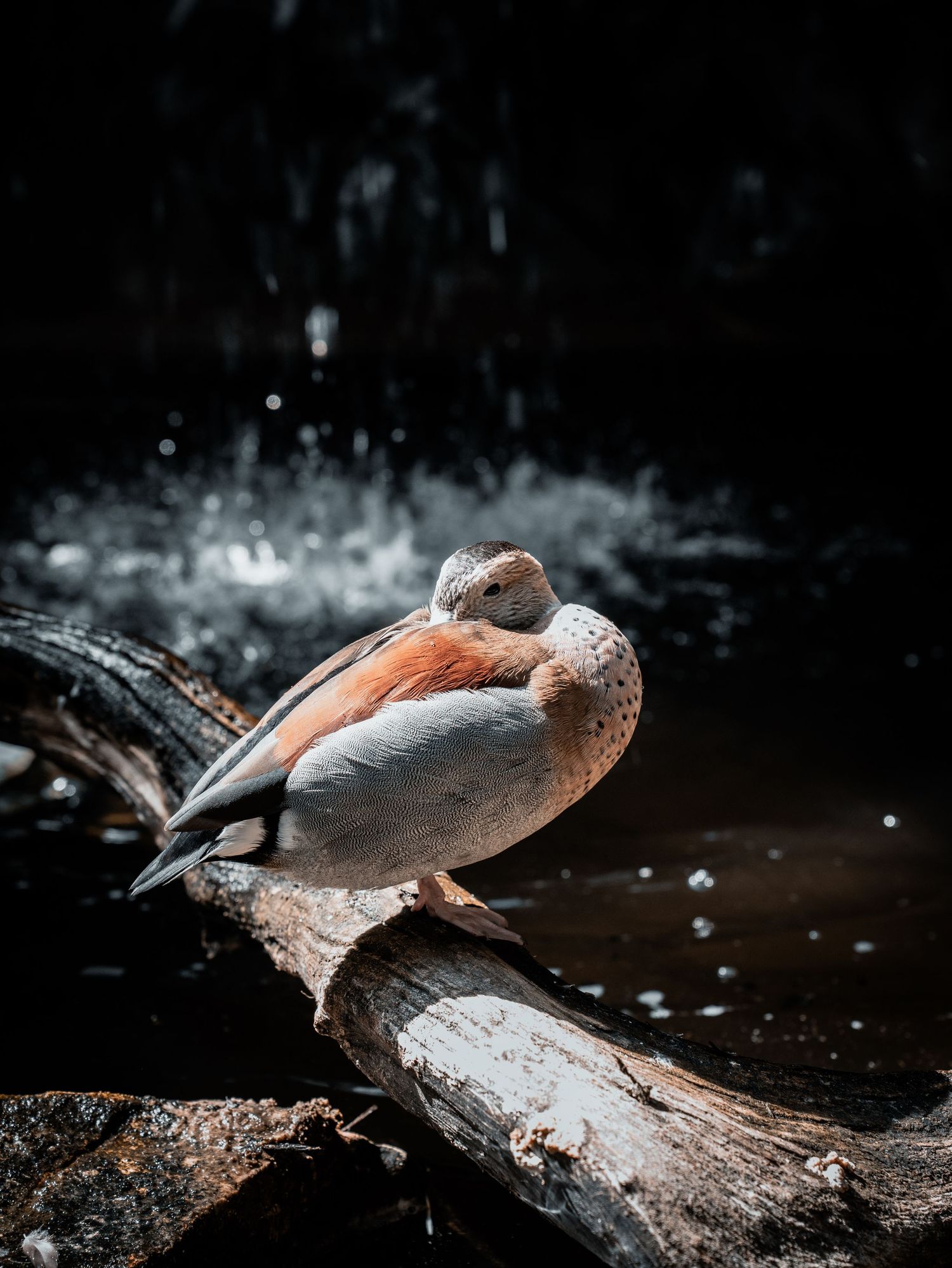 Fine-art wildlife photograph of a colorful duck resting on a fallen log beside dark, reflective water