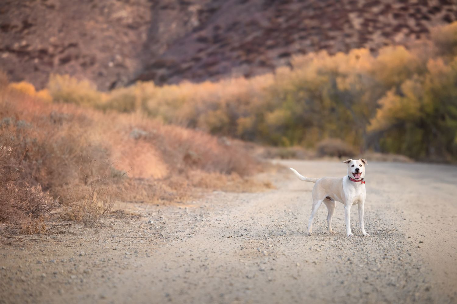 White dog standing on a dirt trail surrounded by desert shrubs and rocky hills in a arid landscape.