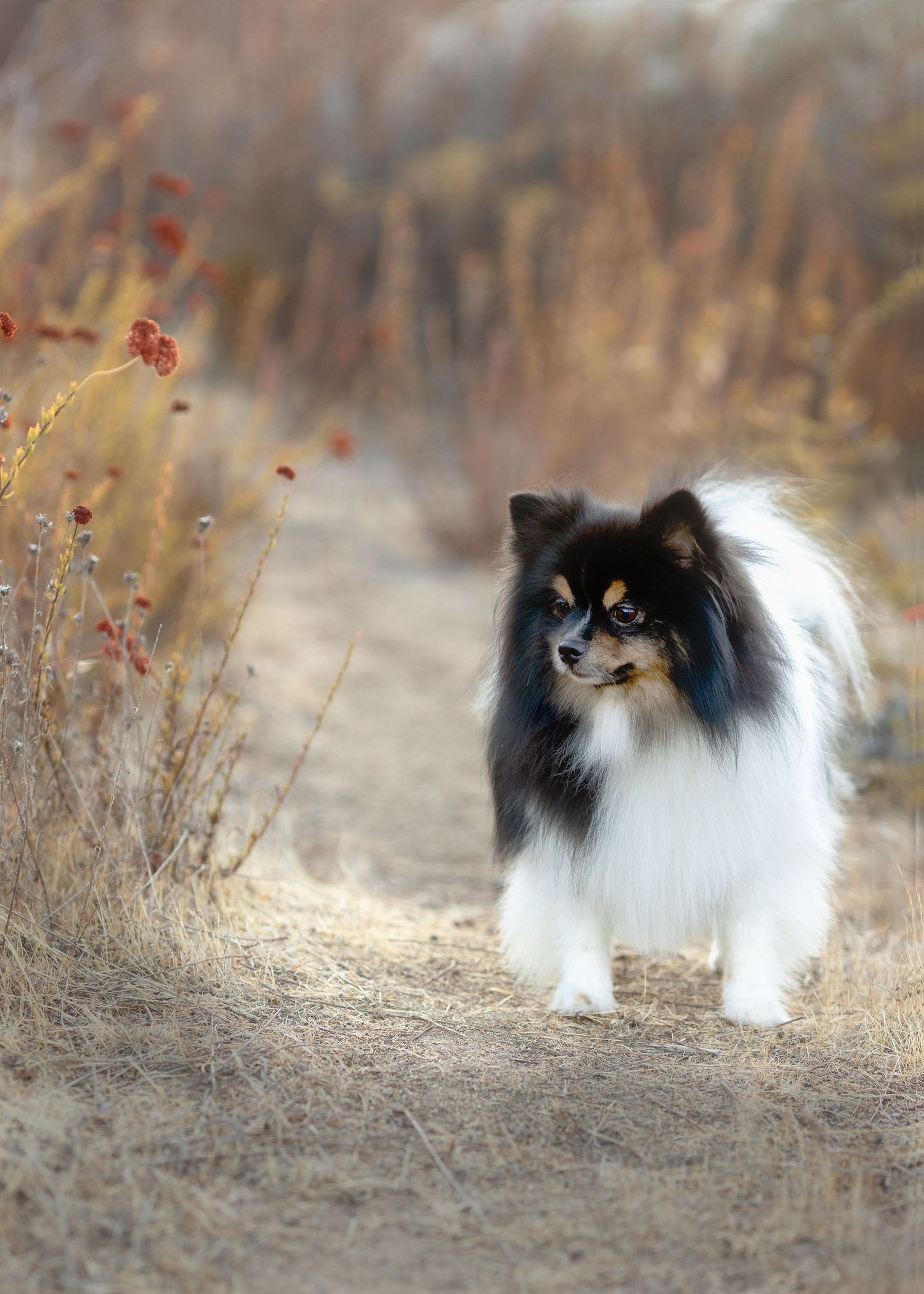 A fluffy black and white Pomeranian dog stands on a dirt path surrounded by dry autumn grasses and red wildflowers.