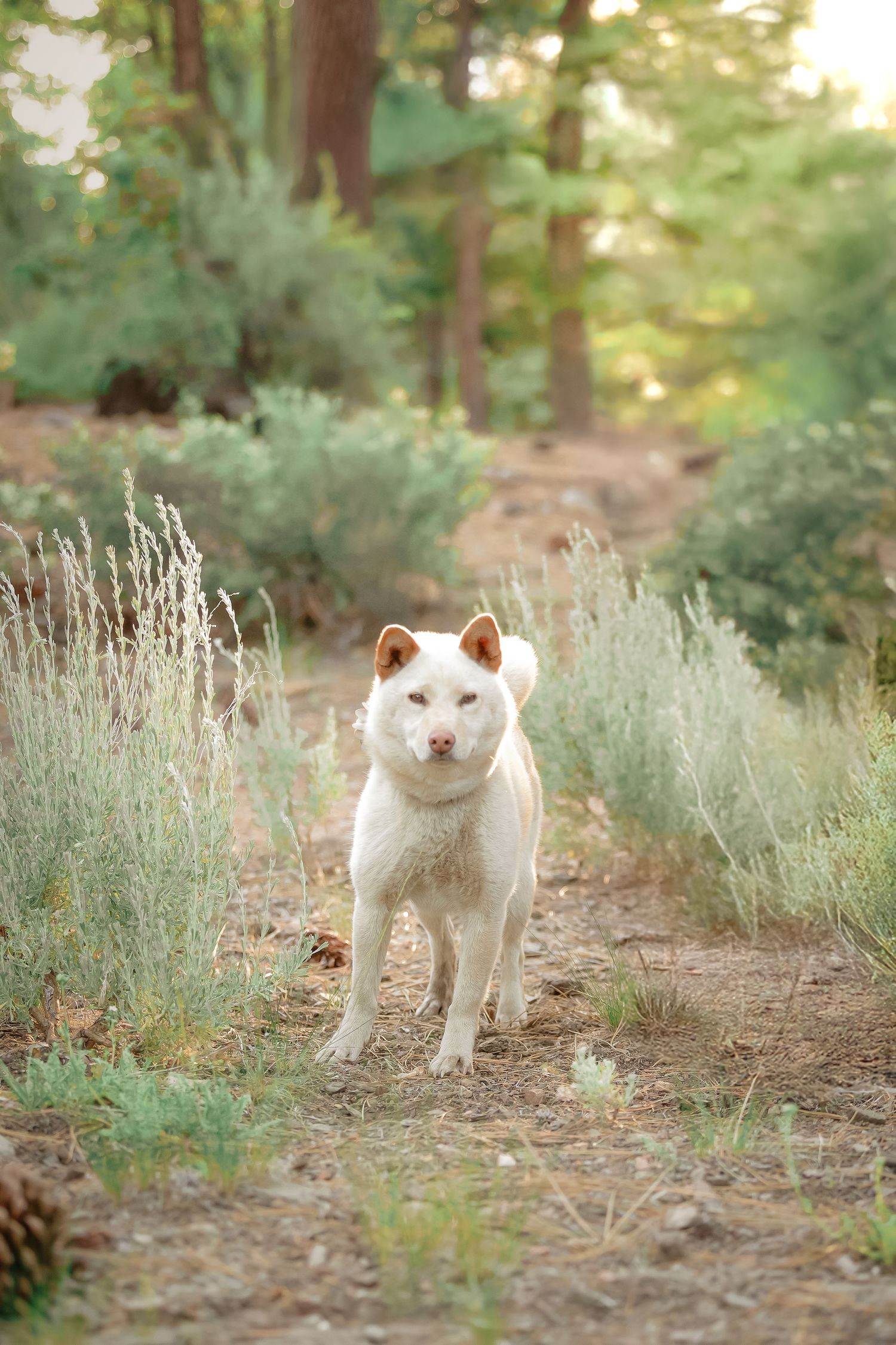 A white Shiba Inu dog stands on a dirt path surrounded by green shrubs and pine trees in a sunlit forest.