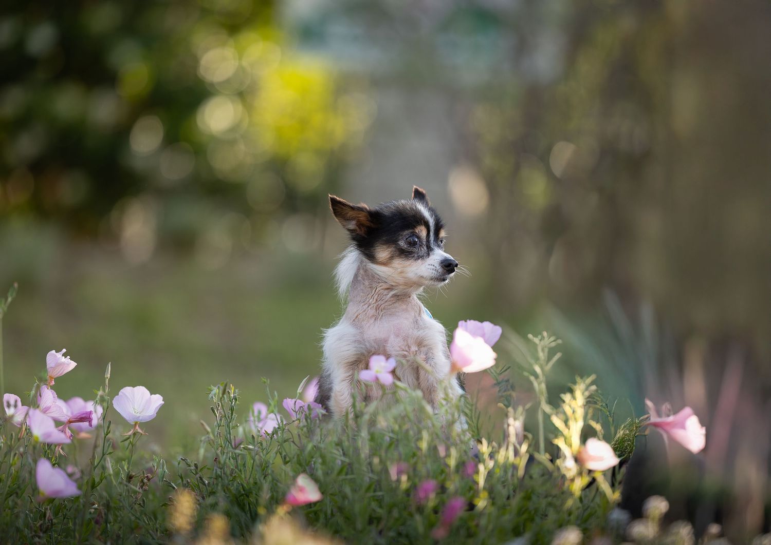 A small Chihuahua puppy sits among pink wildflowers in a lush garden with soft bokeh background.