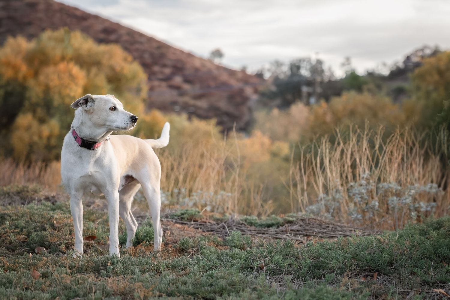 A white dog with a red collar stands alert in a natural outdoor landscape with autumn foliage and hills.