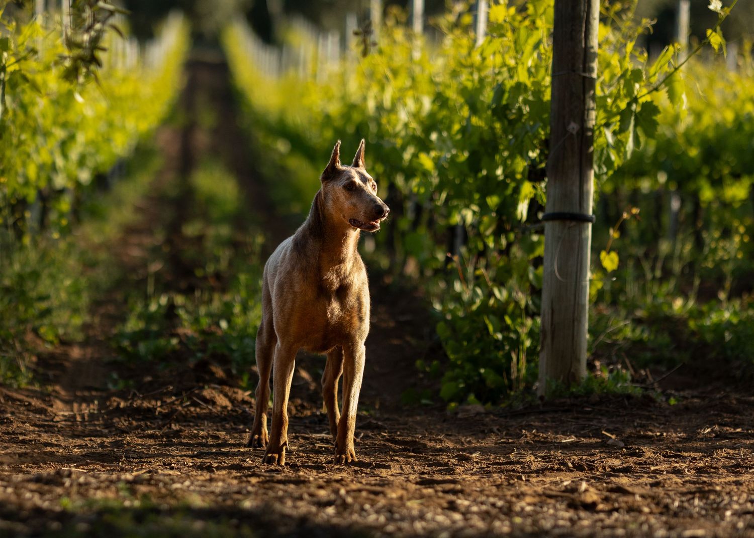 A sleek brown dog stands alert between rows of lush green grapevines in a sun-drenched vineyard.