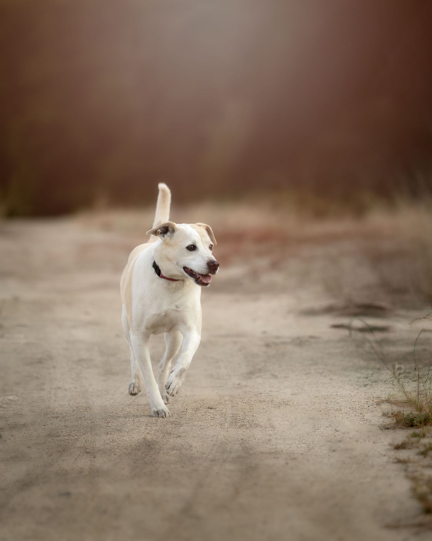 A white dog with a red collar runs happily along a dirt path with a blurred brown background.