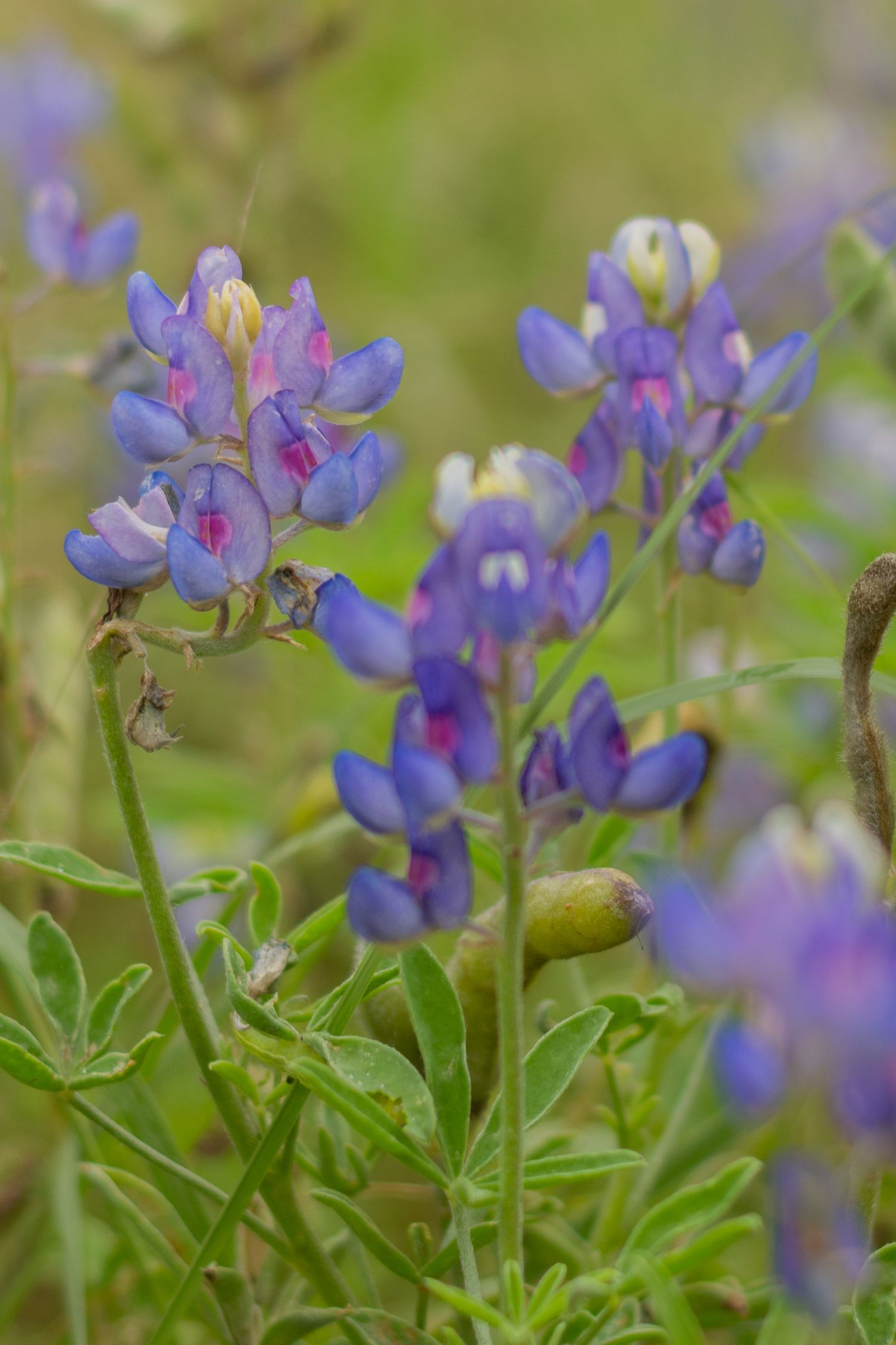 A close-up of Texas bluebonnets in the spring. Photo was taken during a creative portrait photoshoot in Benbrook in North Texas.