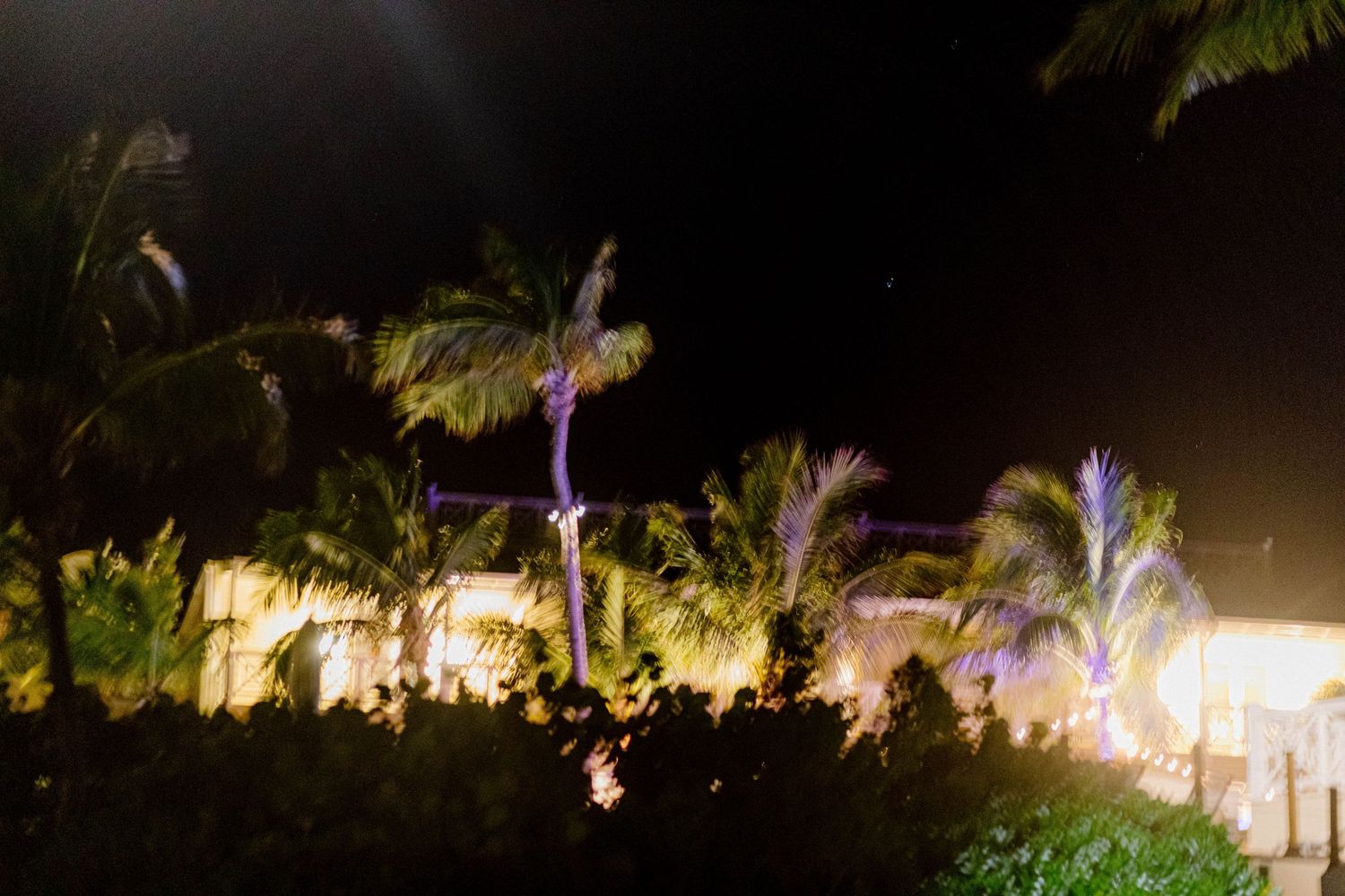 Blurry nighttime view of illuminated palm trees and buildings with glowing lights in the background.