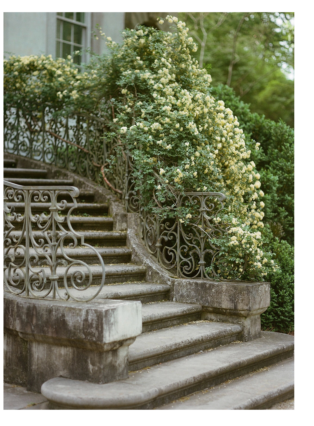 Elegant stone steps with ornate wrought iron railings surrounded by blooming white flowers and greenery.