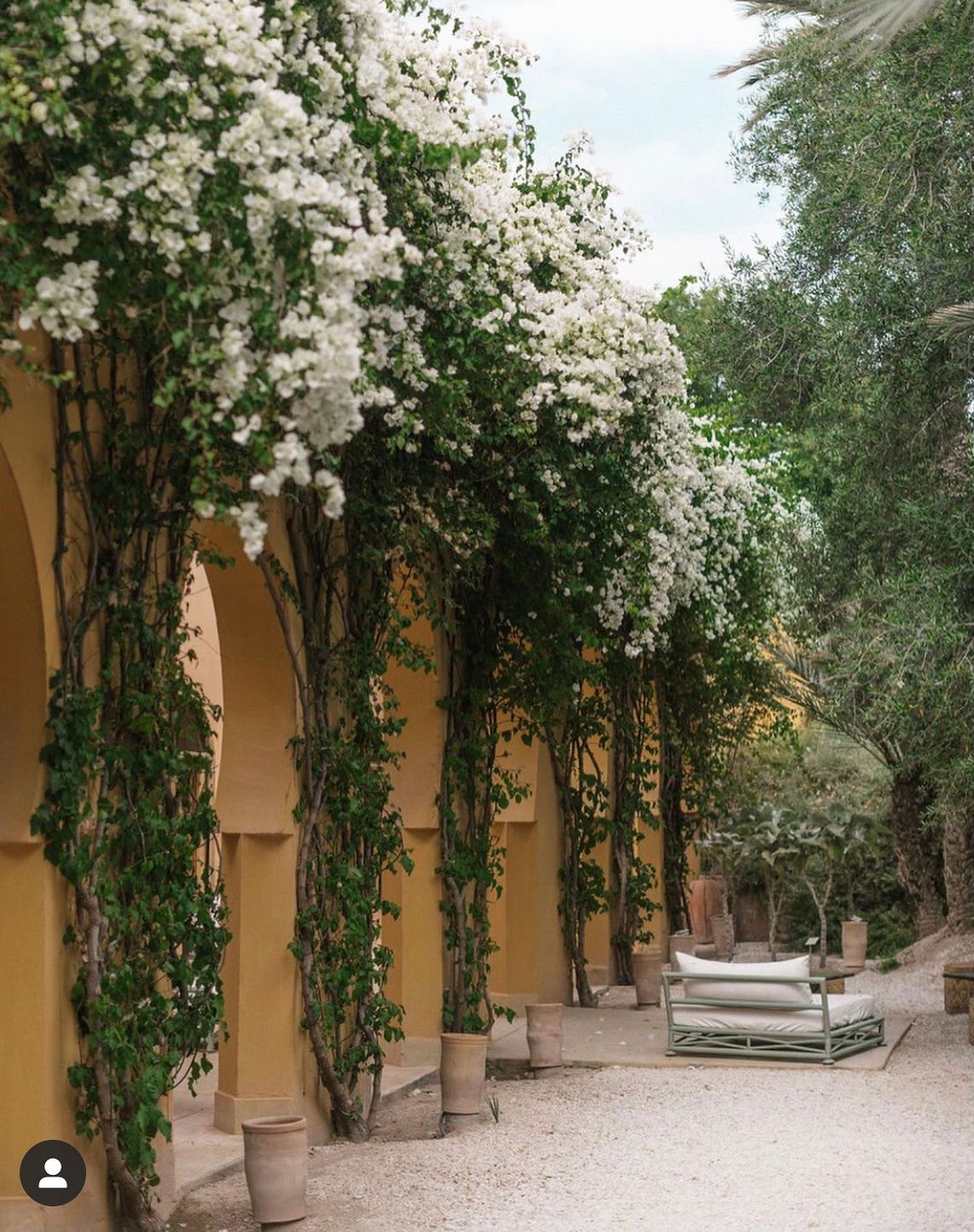 White flowering vines climb along yellow columns in a Mediterranean garden pathway with benches and lush greenery.