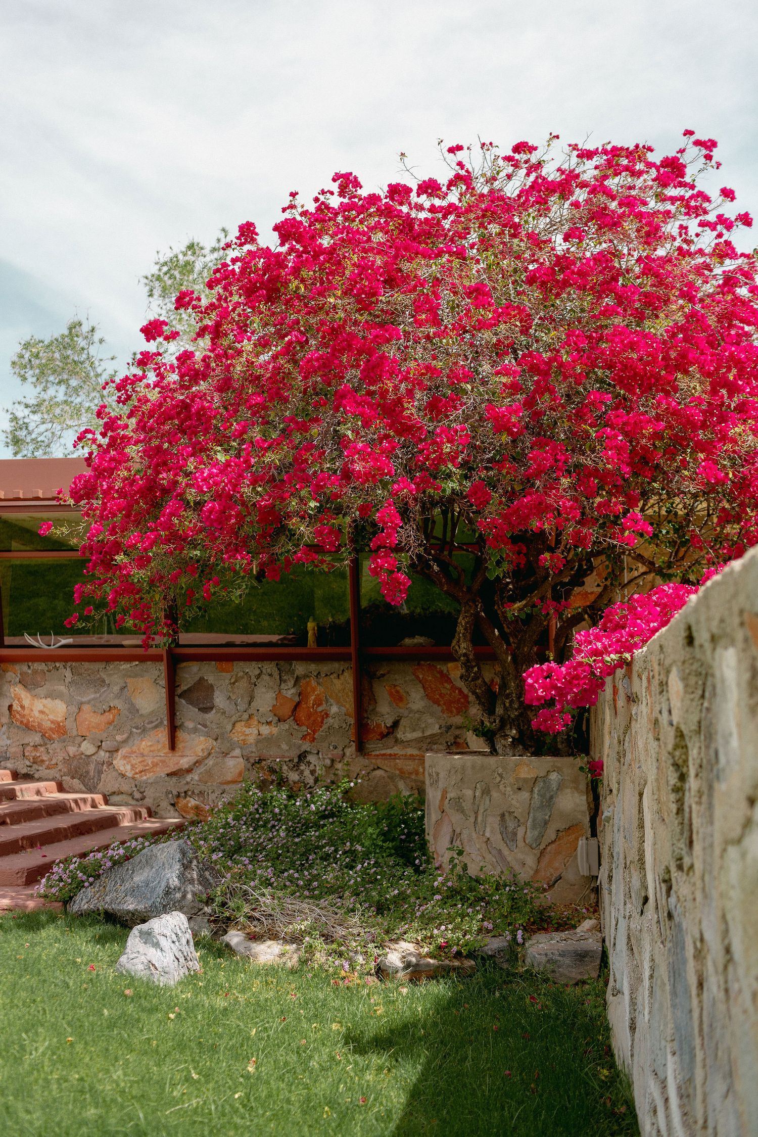 Vibrant pink bougainvillea flowers cascade over a stone wall in a garden setting.