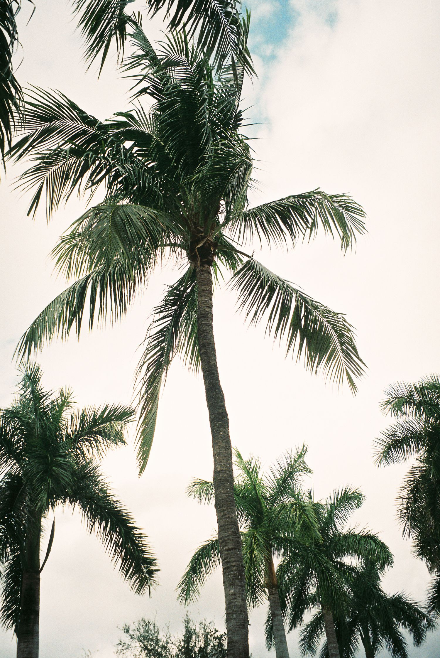 Tall palm trees sway against a bright cloudy sky creating a tropical paradise atmosphere.