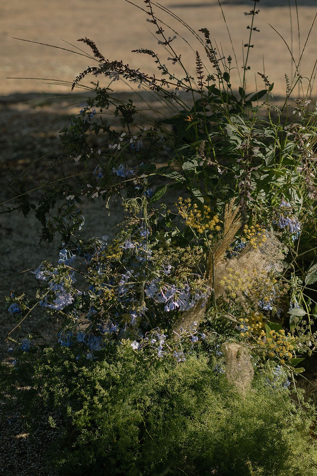 Wild flowers and greenery growing naturally against a blurred outdoor background at sunset.
