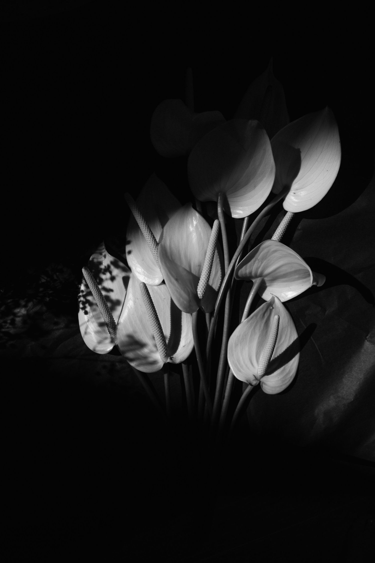 Black and white photograph of white tulips illuminated dramatically against a dark background.