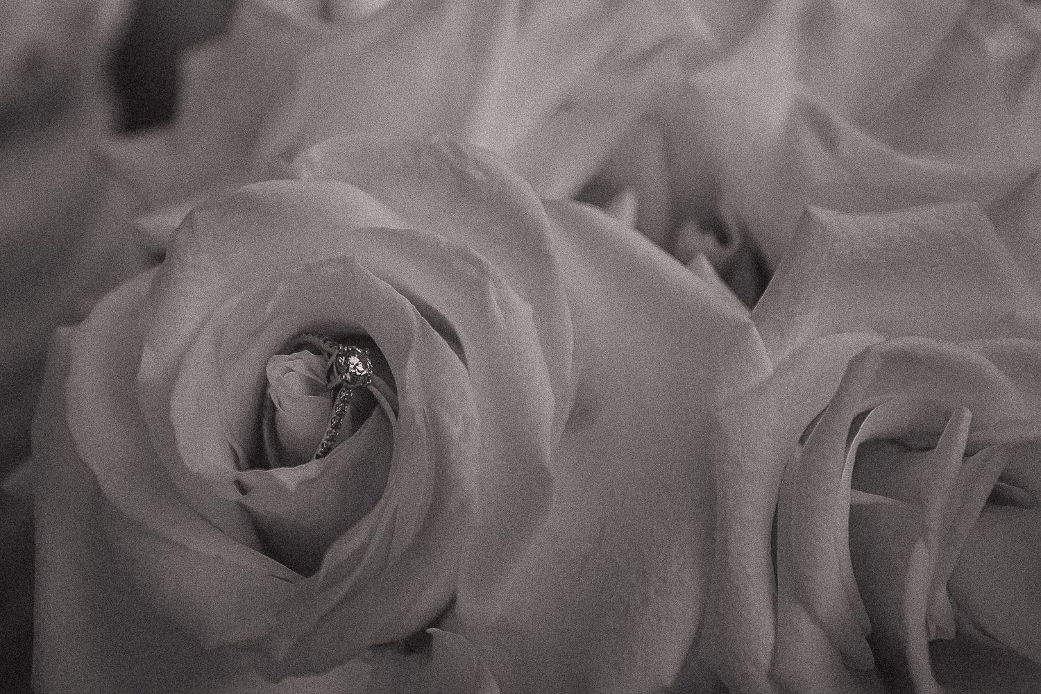 Dramatic black and white close-up of delicate rose petals and blooms.